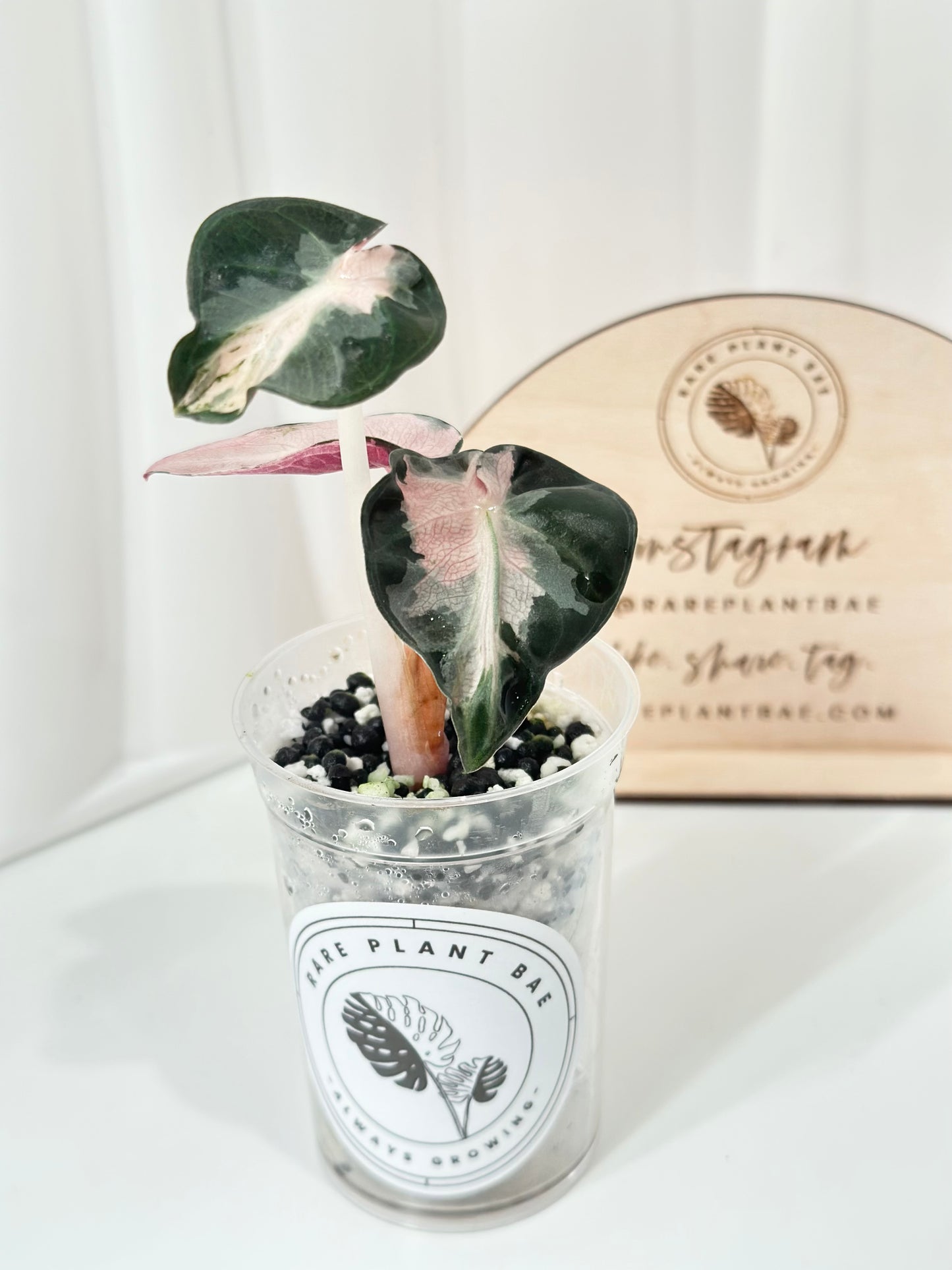 Alocasia Heart Balloon Variegated - Pink