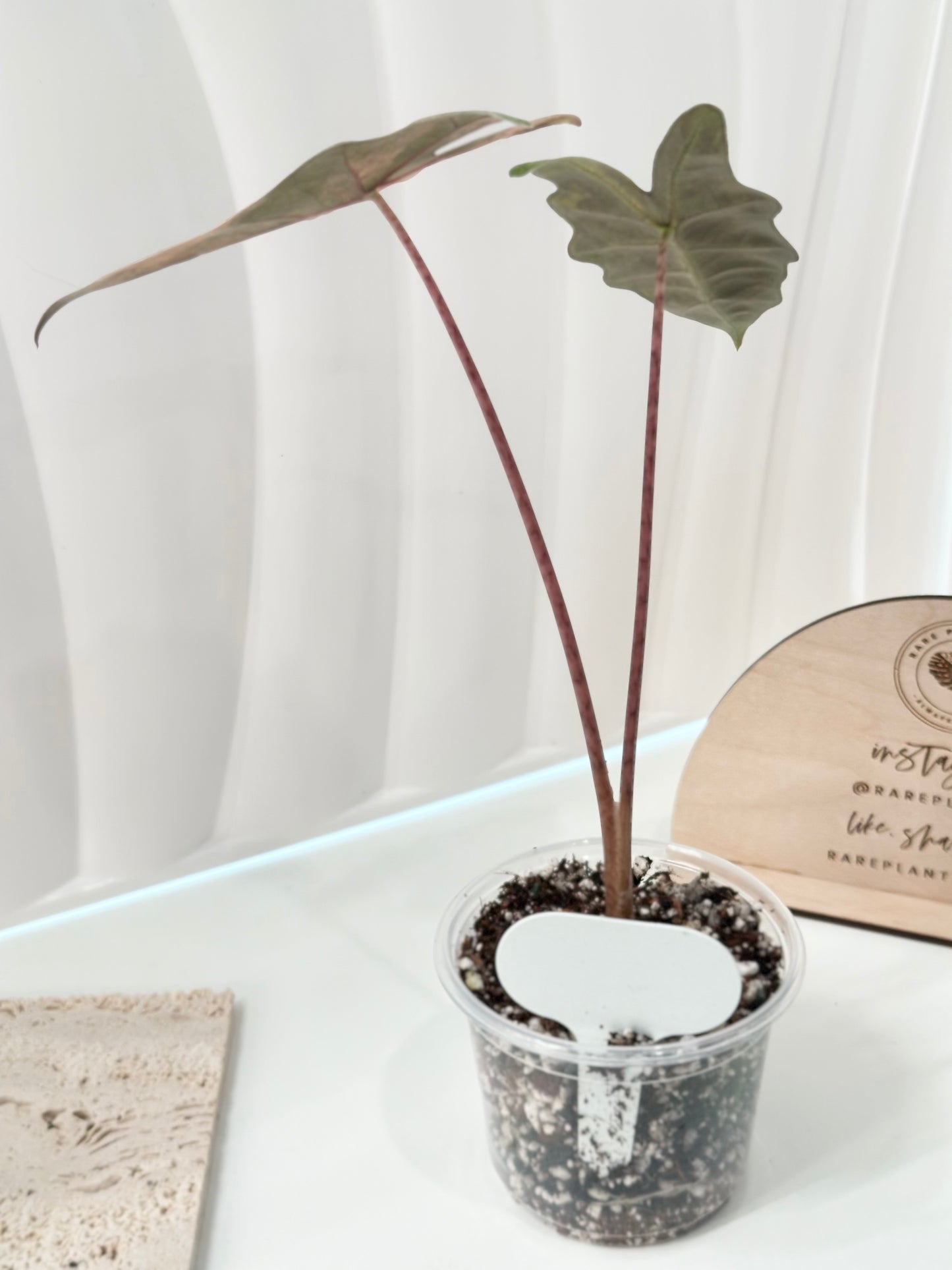 Alocasia Pseudo Sanderiana variegated - aurea