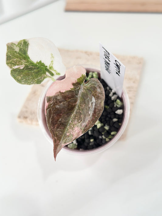 Alocasia Cuprea Variegated - pink marble