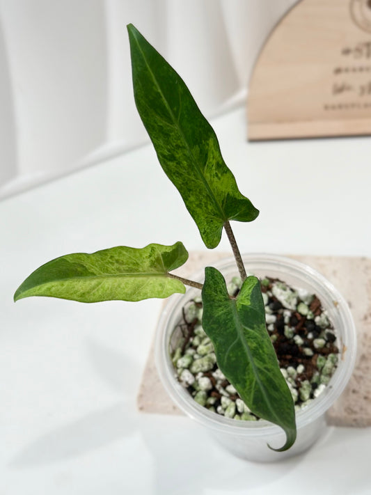 Alocasia Lauterbachiana variegated - aurea