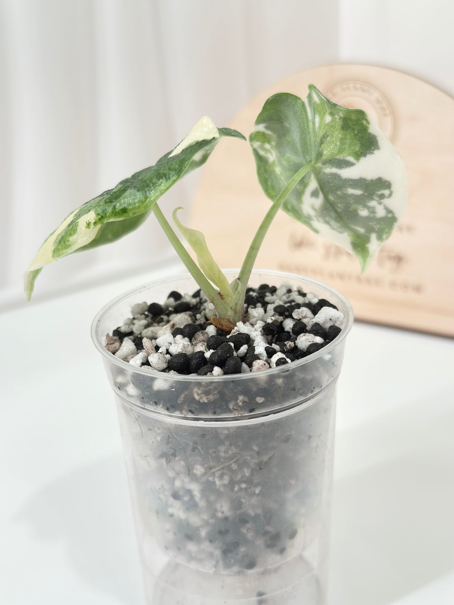 Alocasia Melo variegated - albo