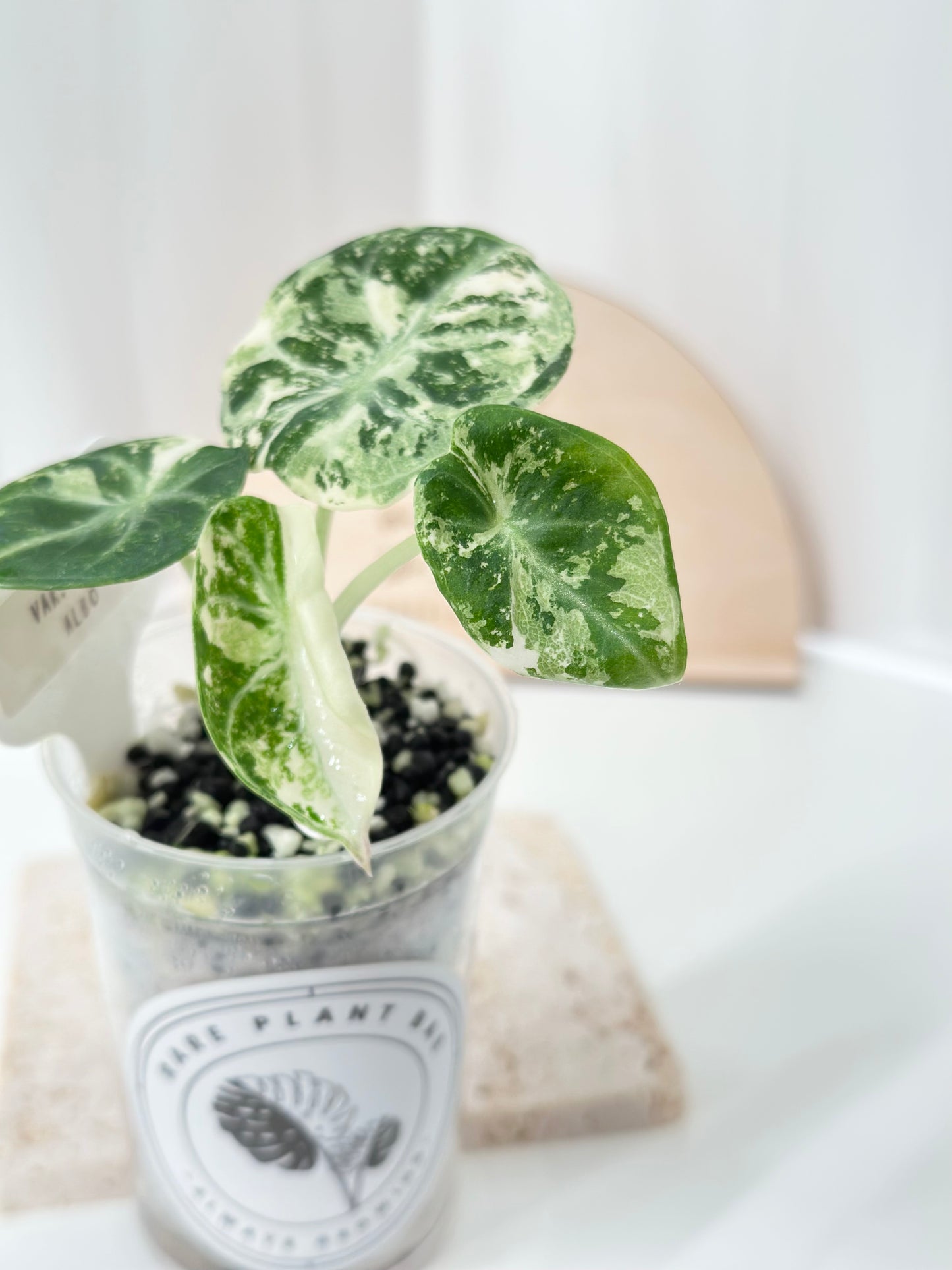 Alocasia Ninja variegated - albo