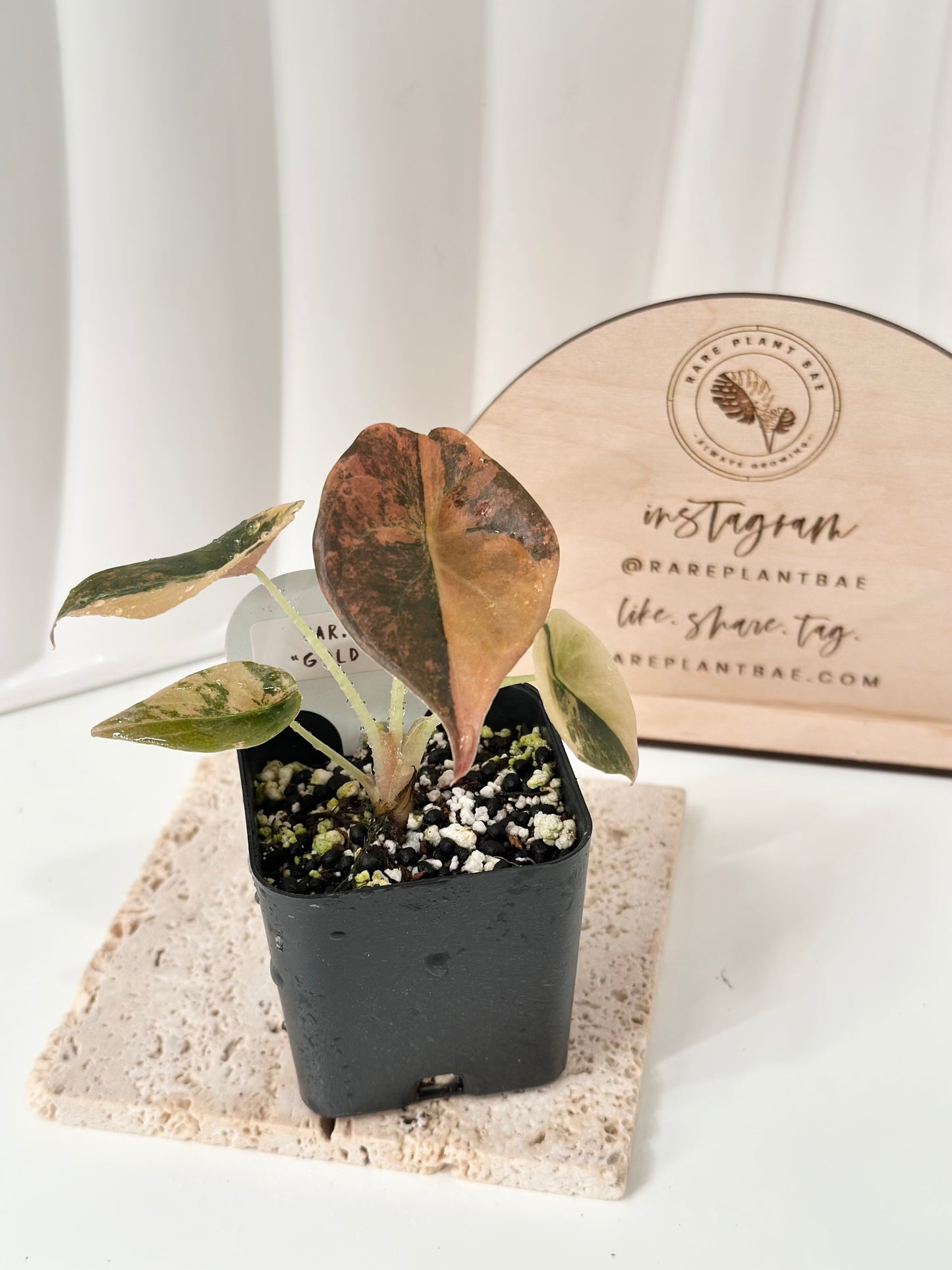 Alocasia Cuprea variegated - "gold latte"/ aurea