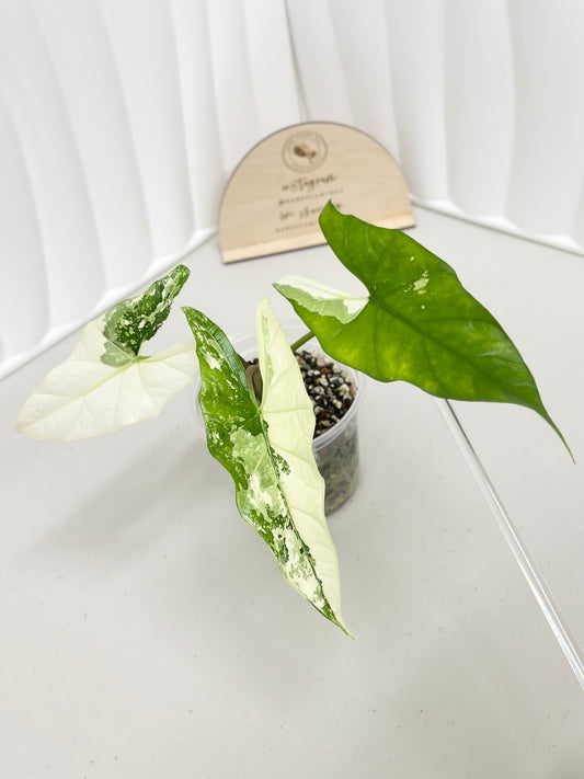 Alocasia Simpo Variegated - albo