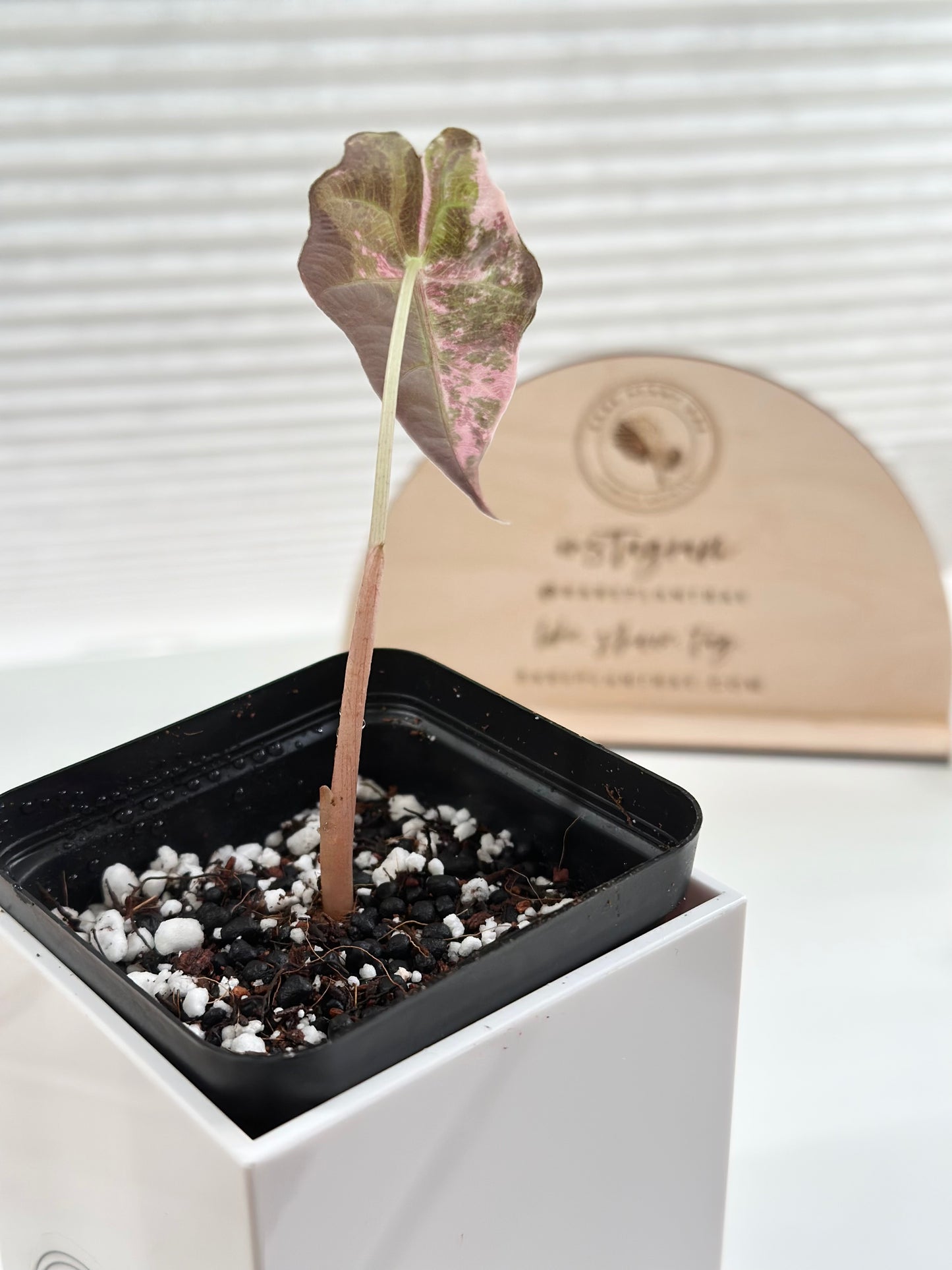 Alocasia Amazonica variegated - pink/albo (true US version)