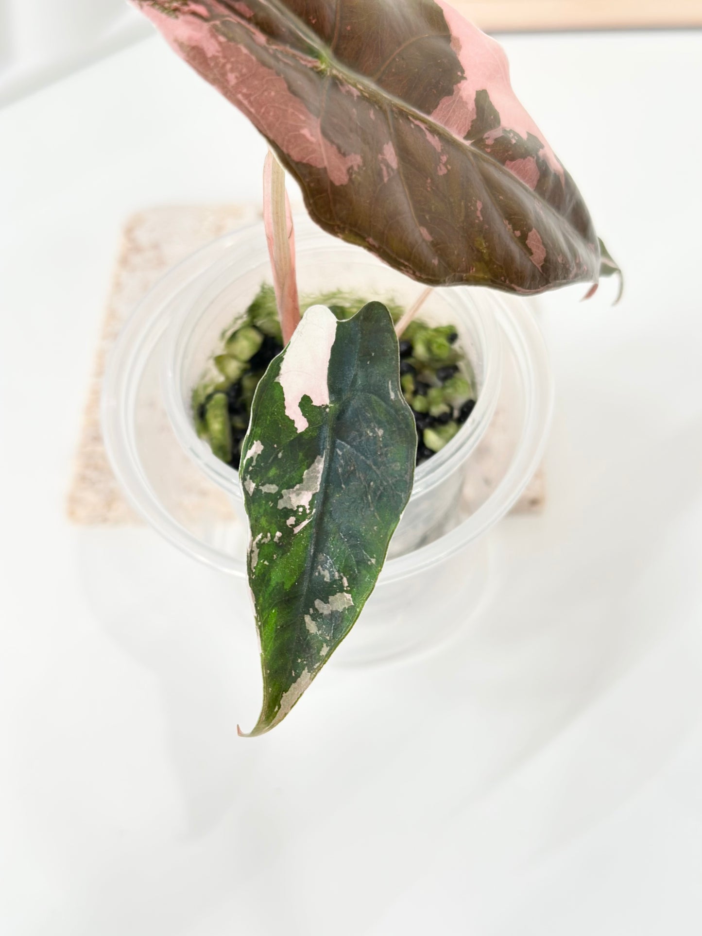 Alocasia Chantrieri Variegated - pink