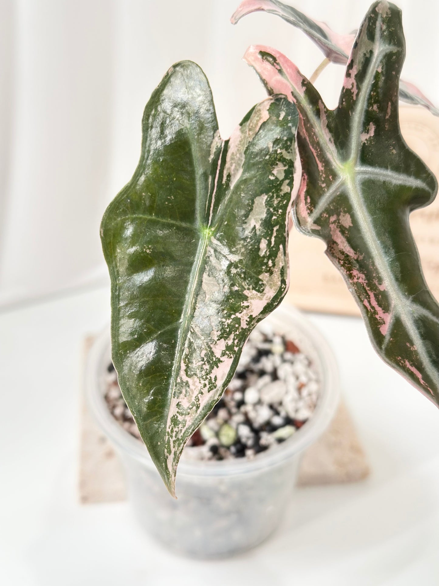 Alocasia Sanderiana "Nobilis K" Variegated - pink