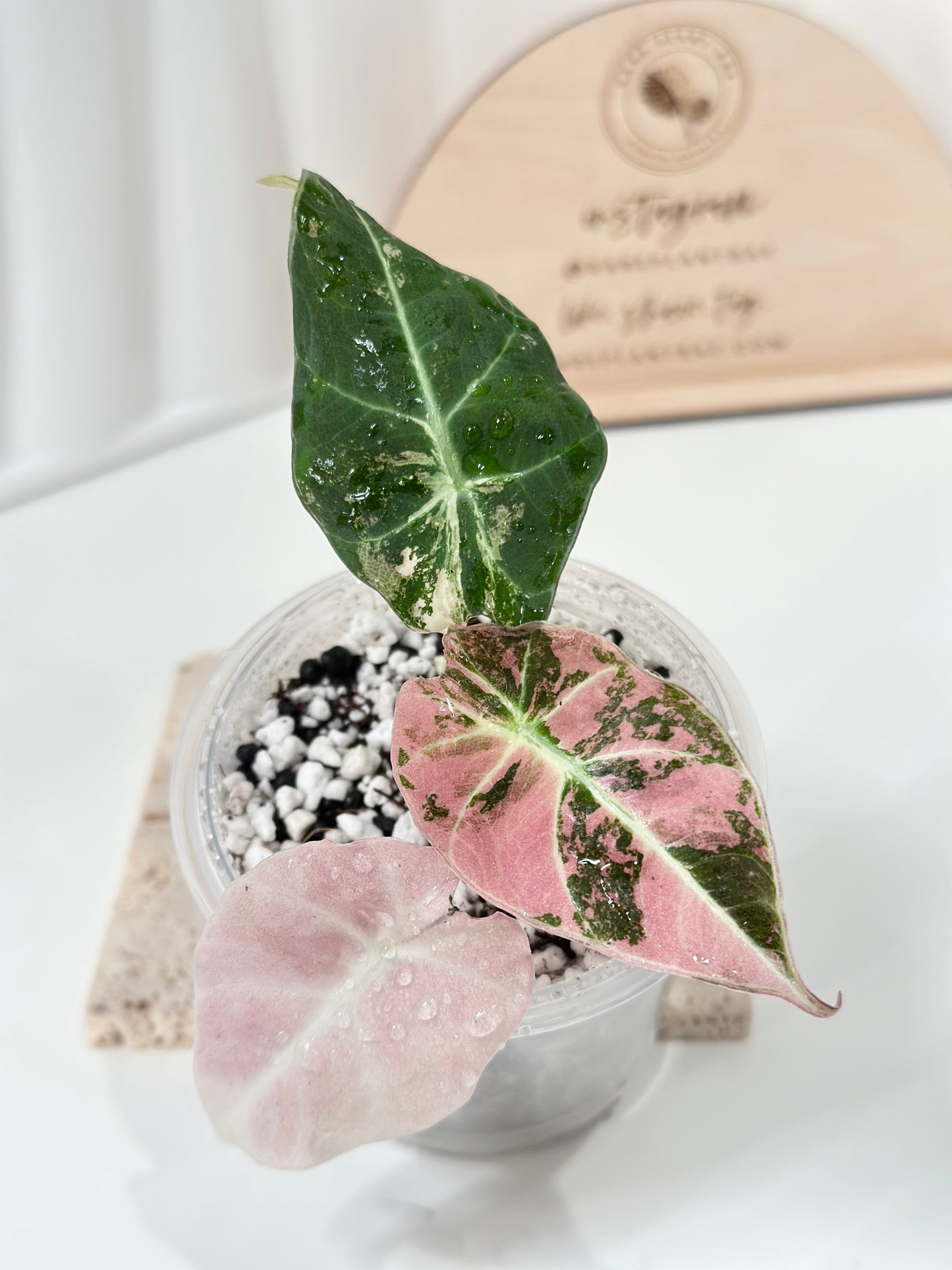 Alocasia Black Velvet Variegated - pink/albo
