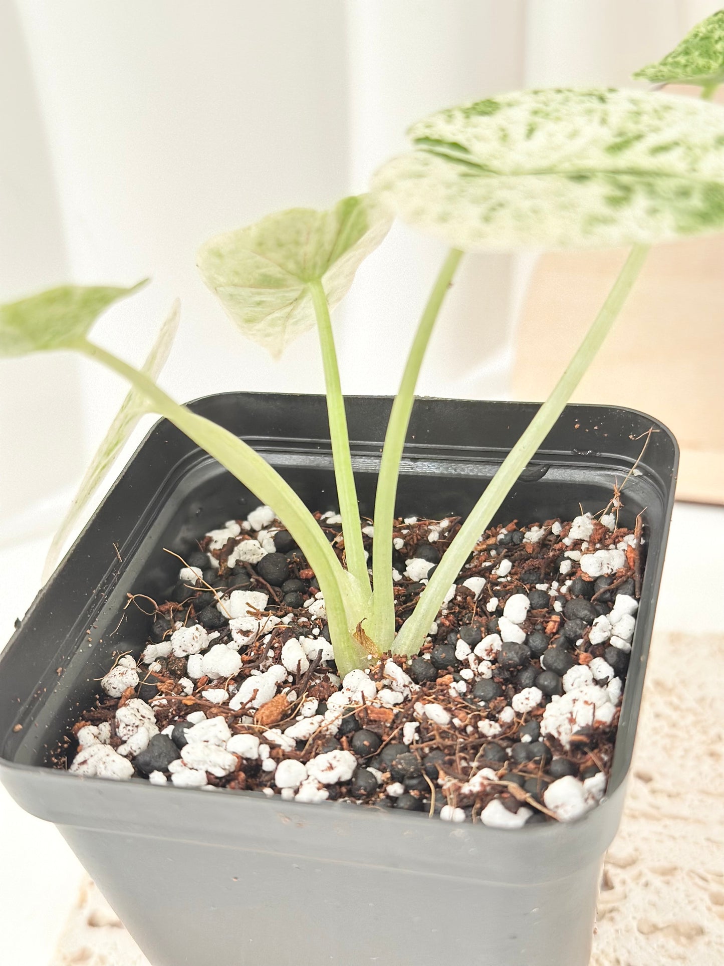 Alocasia Dragon Scale Variegated - mint
