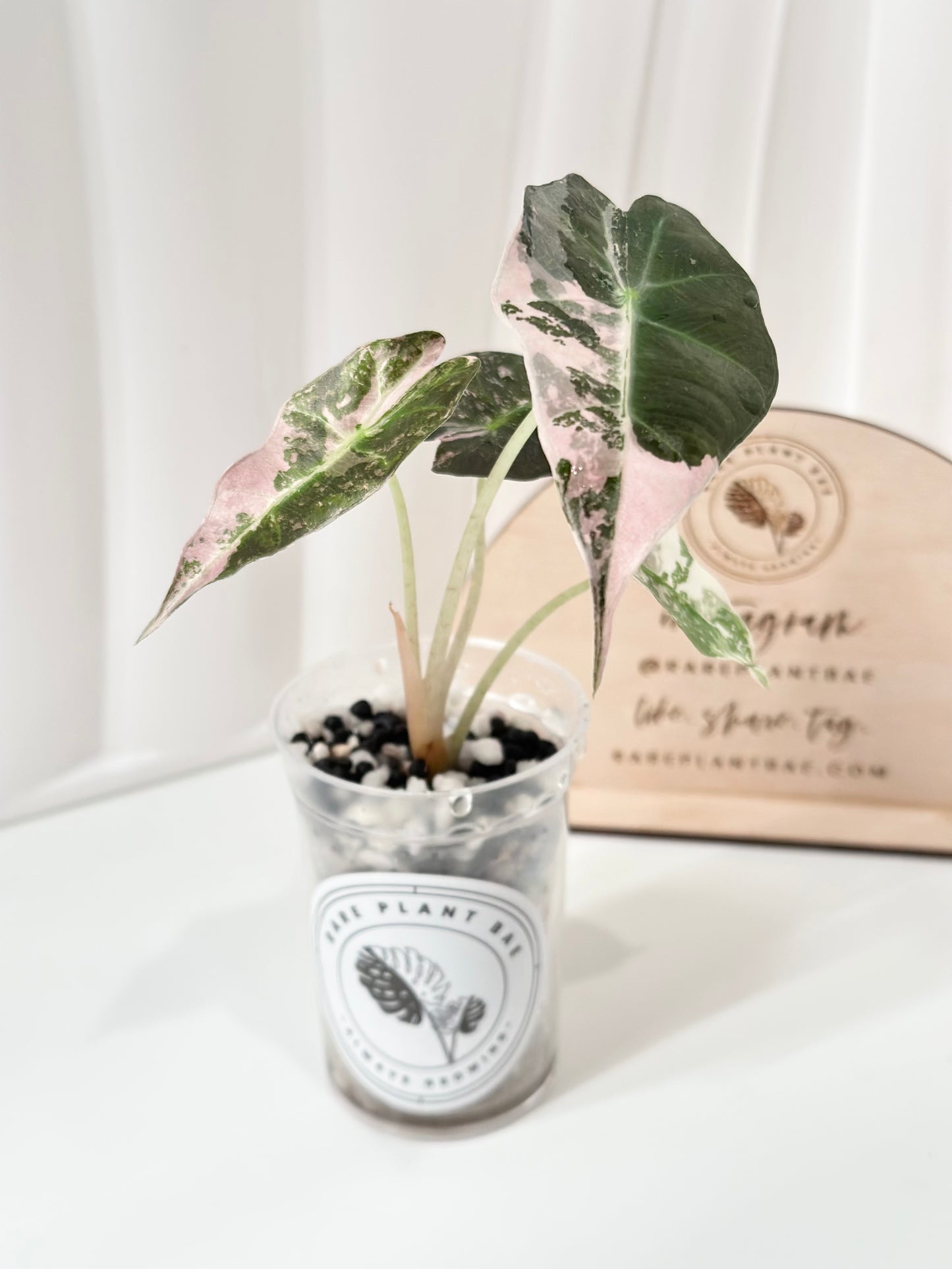 Alocasia Polly variegated - Pink