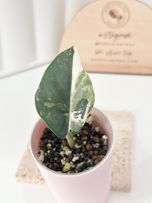 Alocasia Reginae Variegated - pink/albo *corm grown*