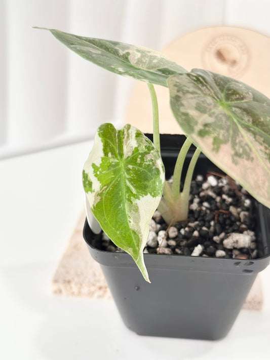 Alocasia Wentii variegated - pink/ albo (A6)