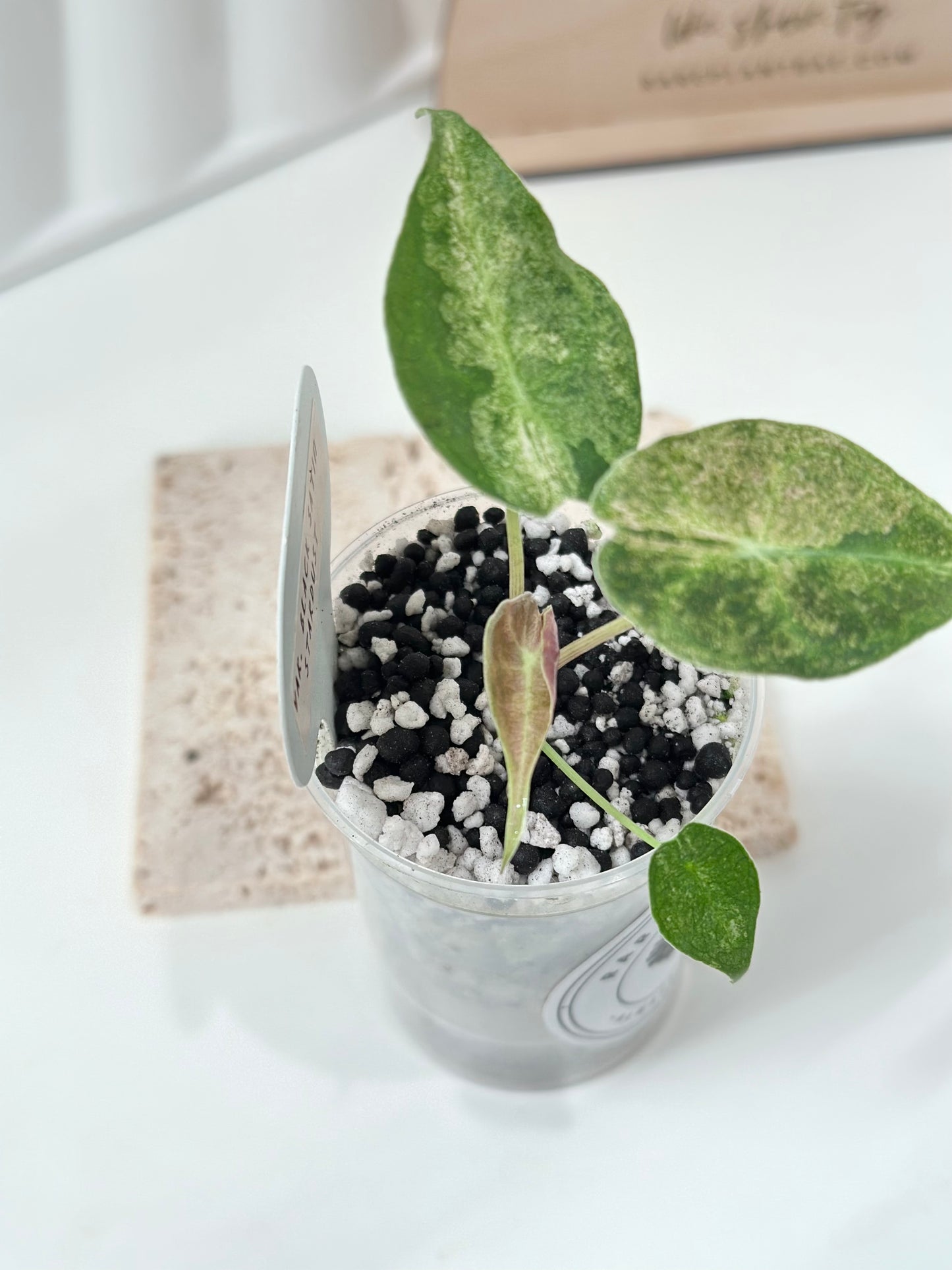 Alocasia Black Satun Variegated - Stardust