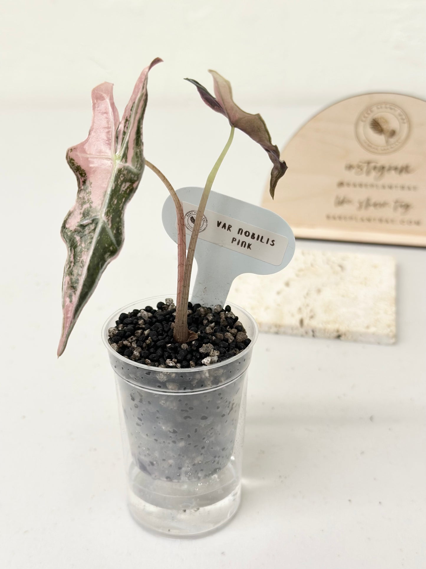 Alocasia Sanderiana "Nobilis K" Variegated - pink