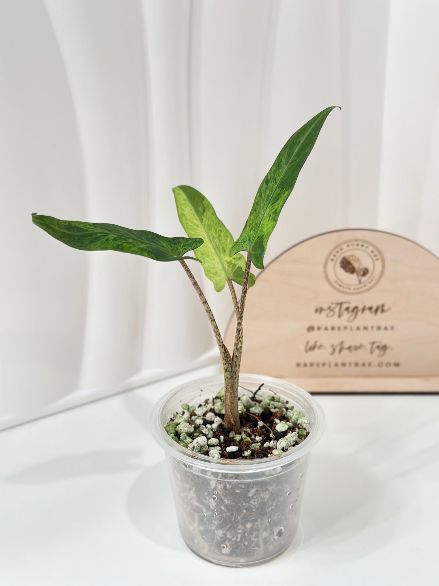 Alocasia Lauterbachiana variegated - aurea