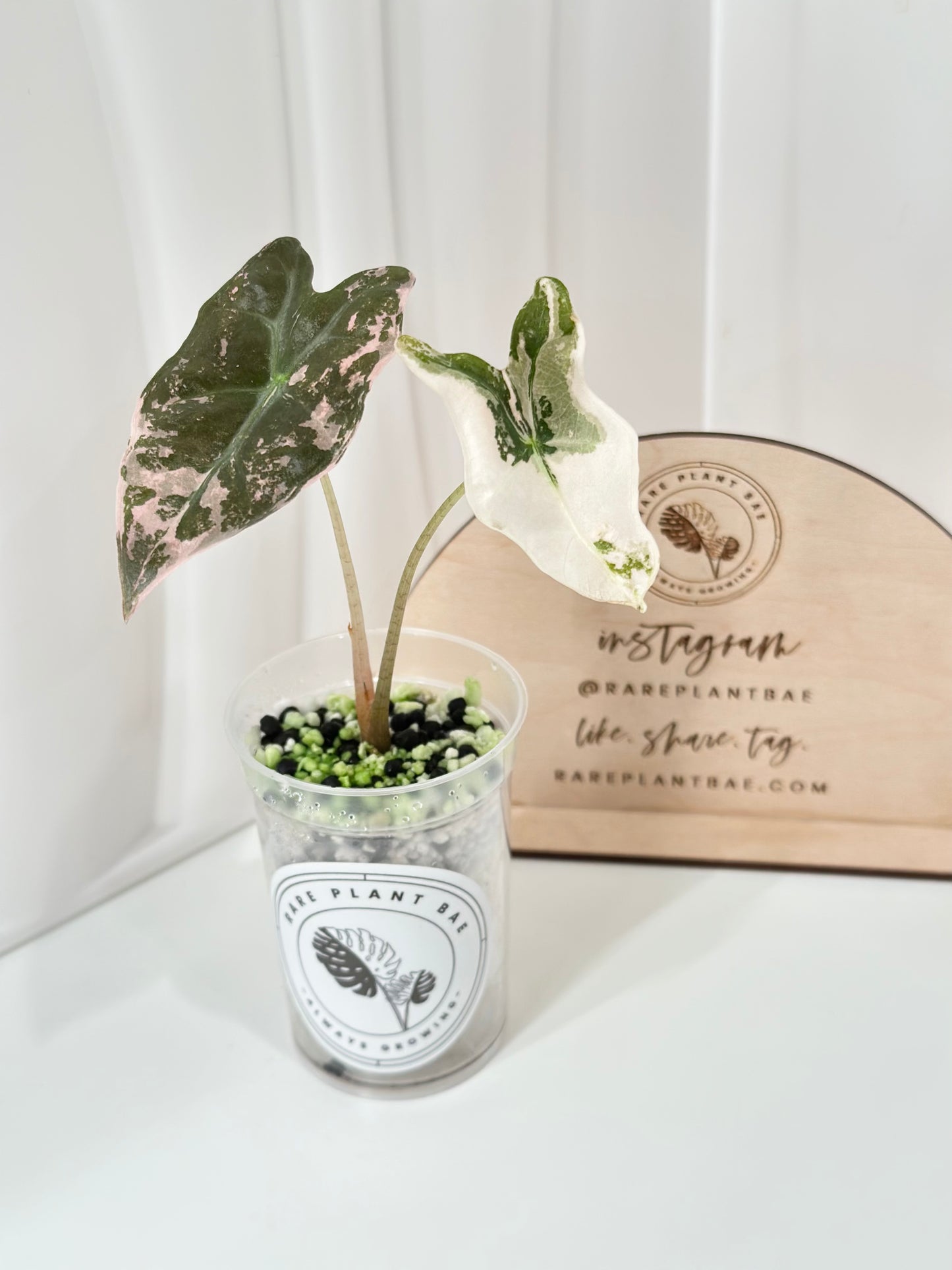 Alocasia Sanderiana "Nobilis K" Variegated - pink