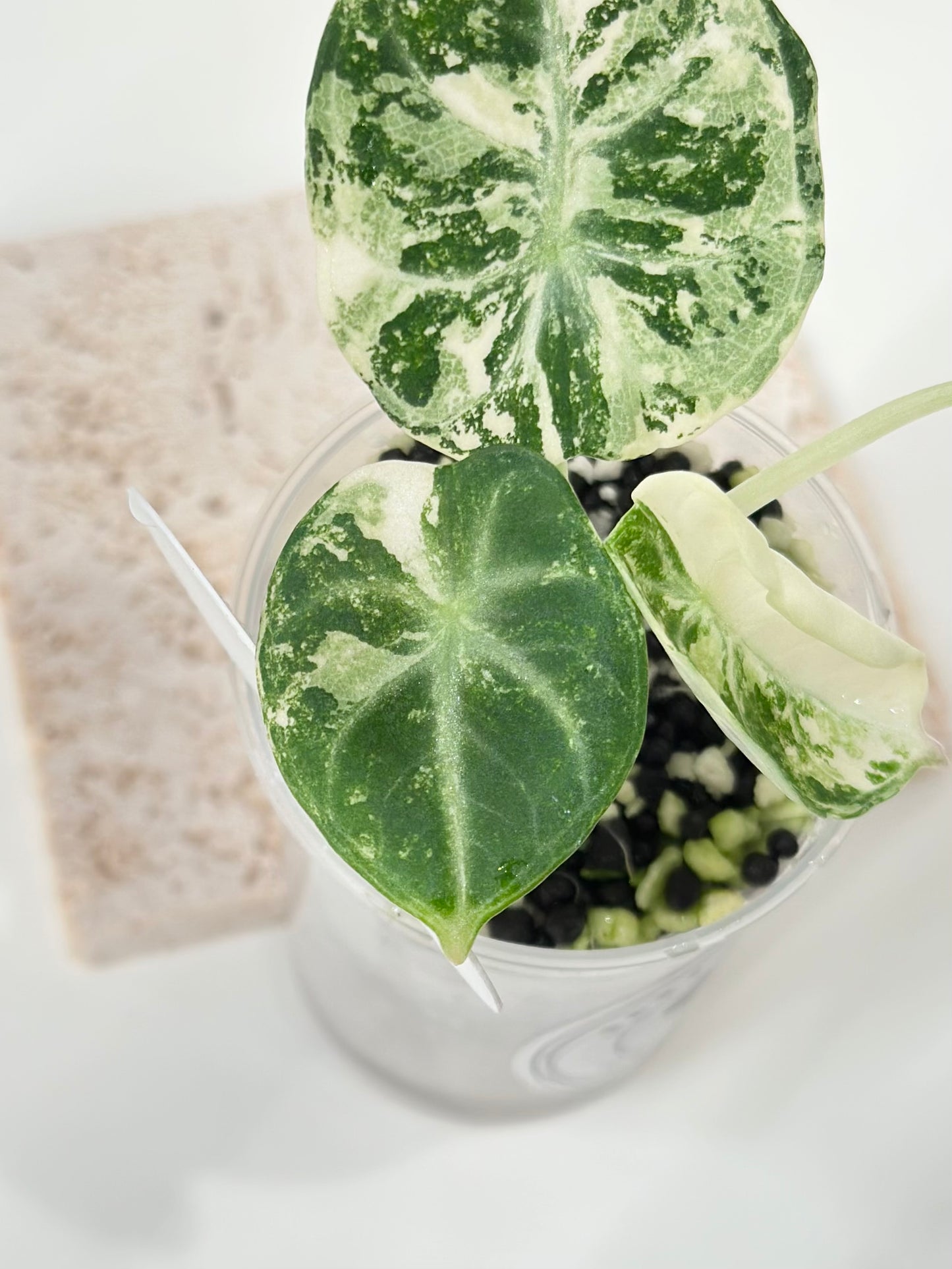 Alocasia Ninja variegated - albo