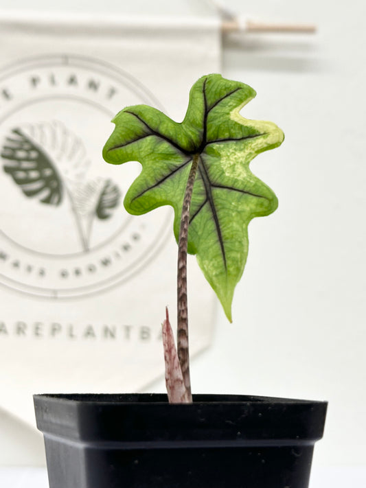 Alocasia Tandurusa variegated aurea (previously Jacklyn)