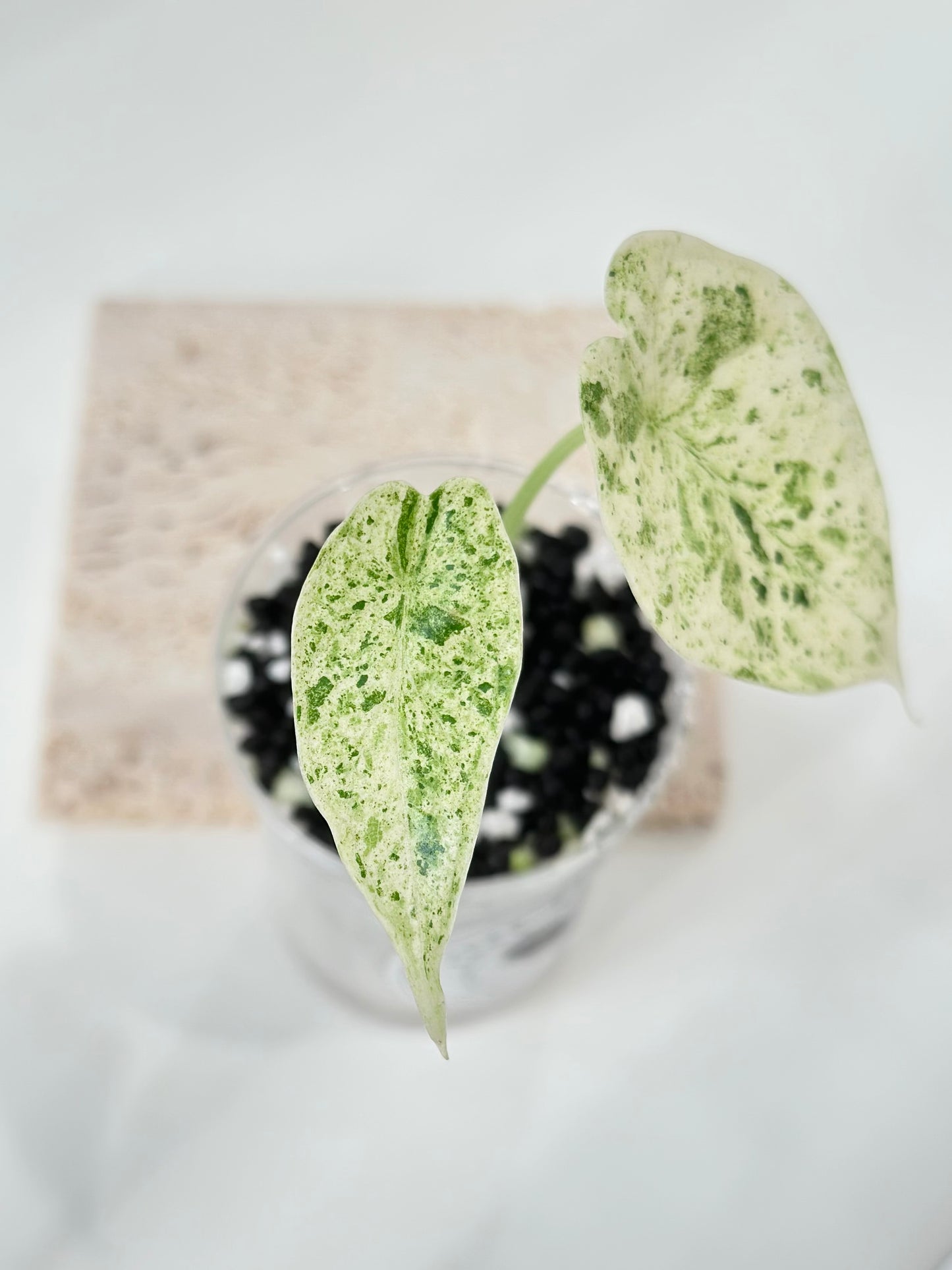 Alocasia Dragon Scale Variegated (Mint)