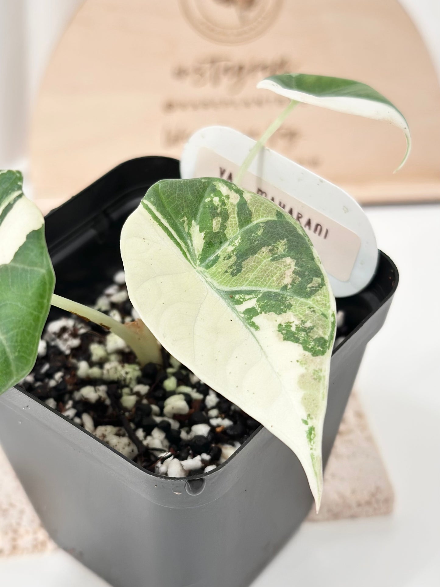 Alocasia Maharani variegated - albo