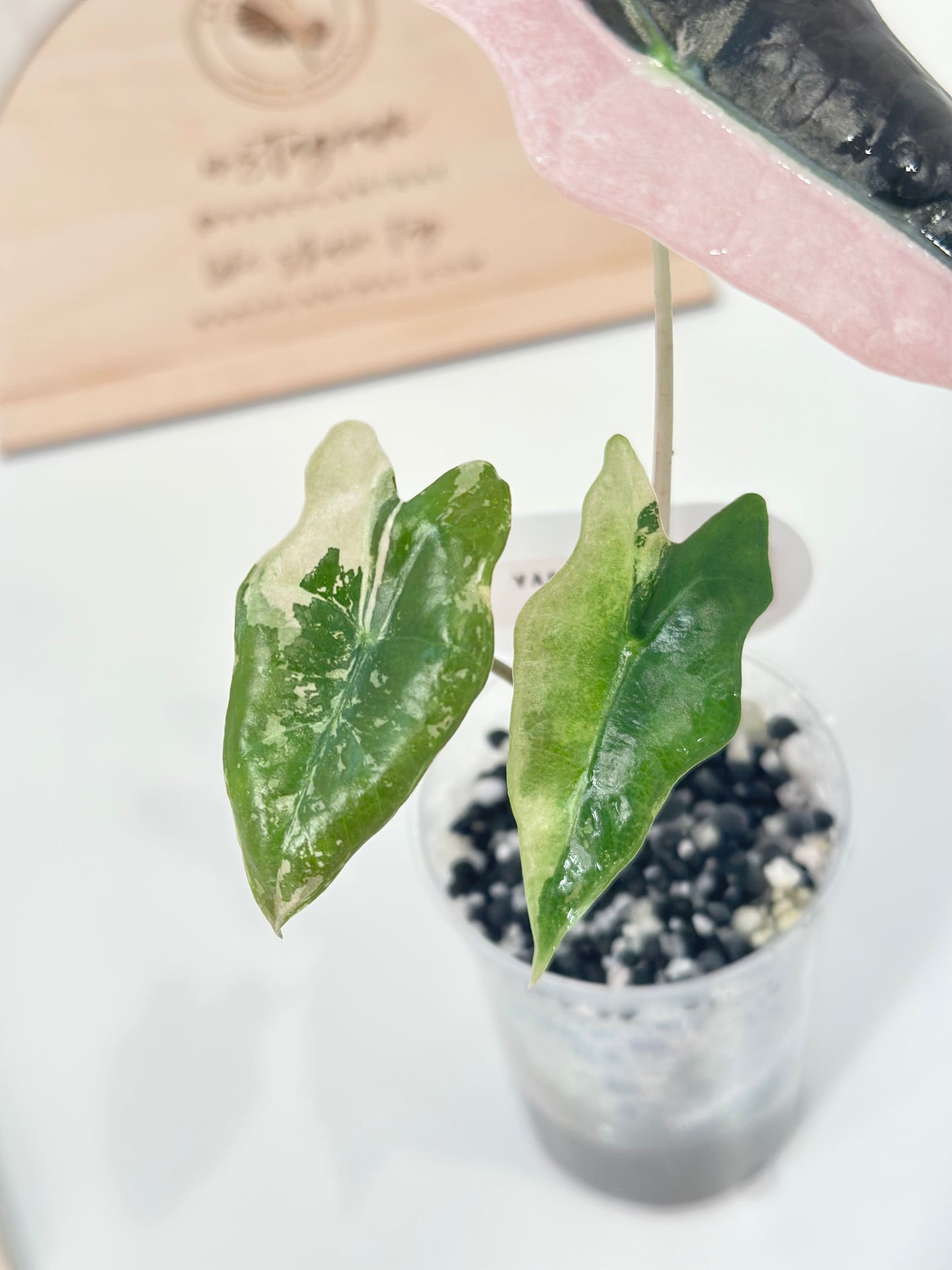 Alocasia Sanderiana "Nobilis K" Variegated - pink