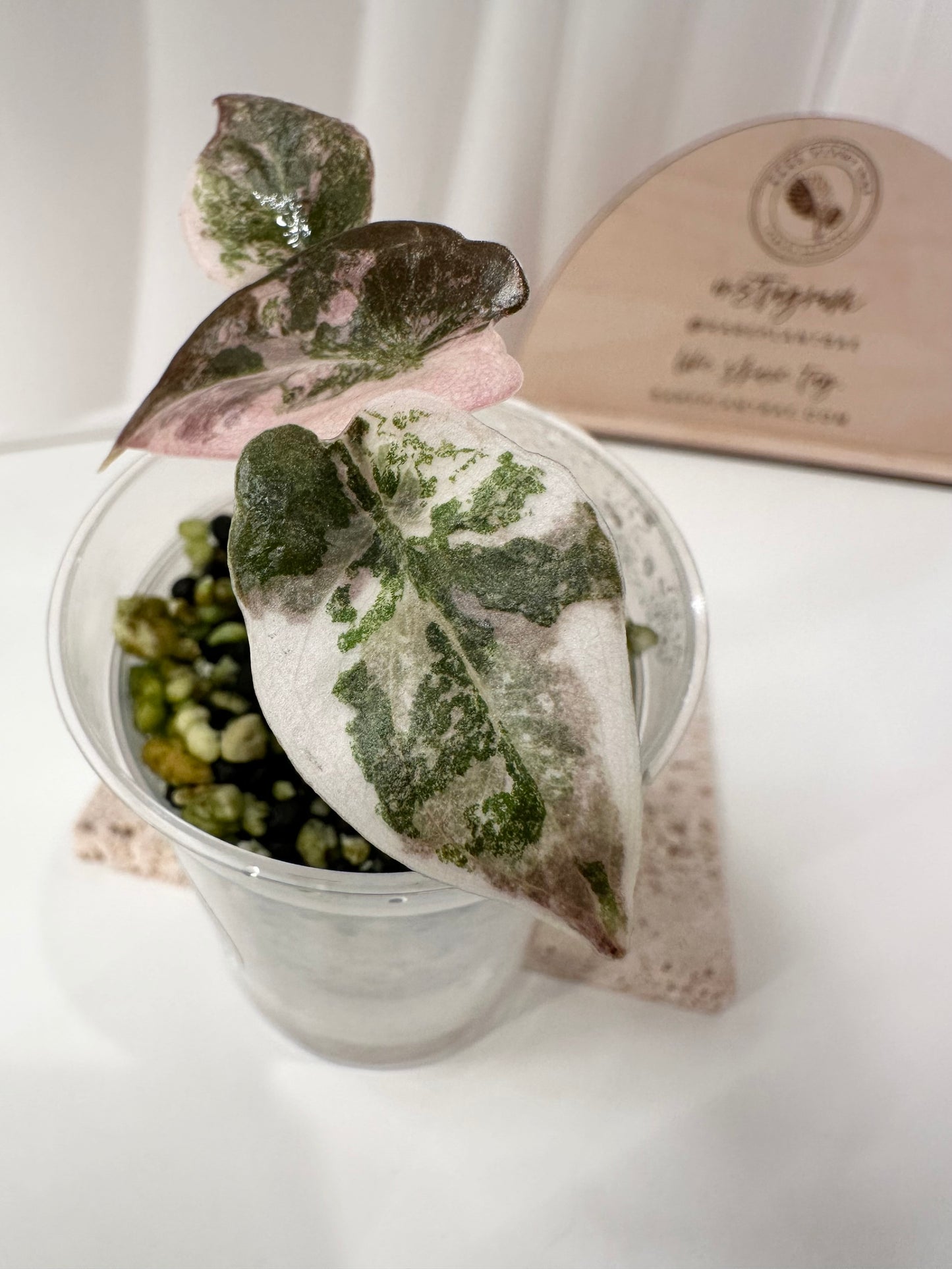 Alocasia Cuprea Variegated - pink marble