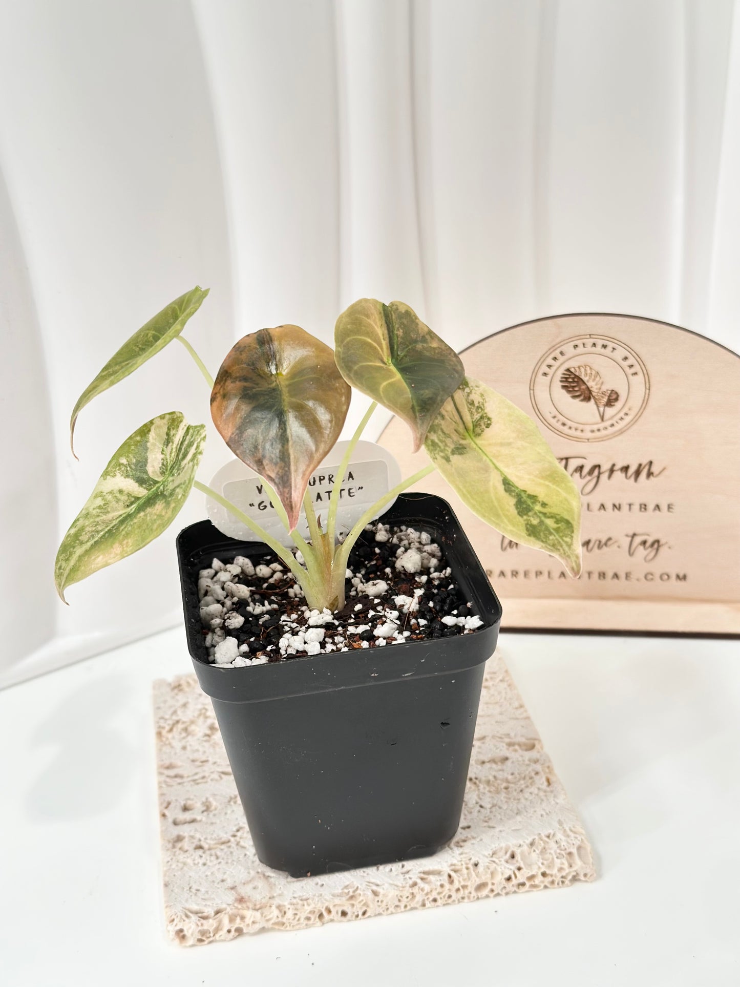 Alocasia Cuprea variegated - "gold latte"/ aurea