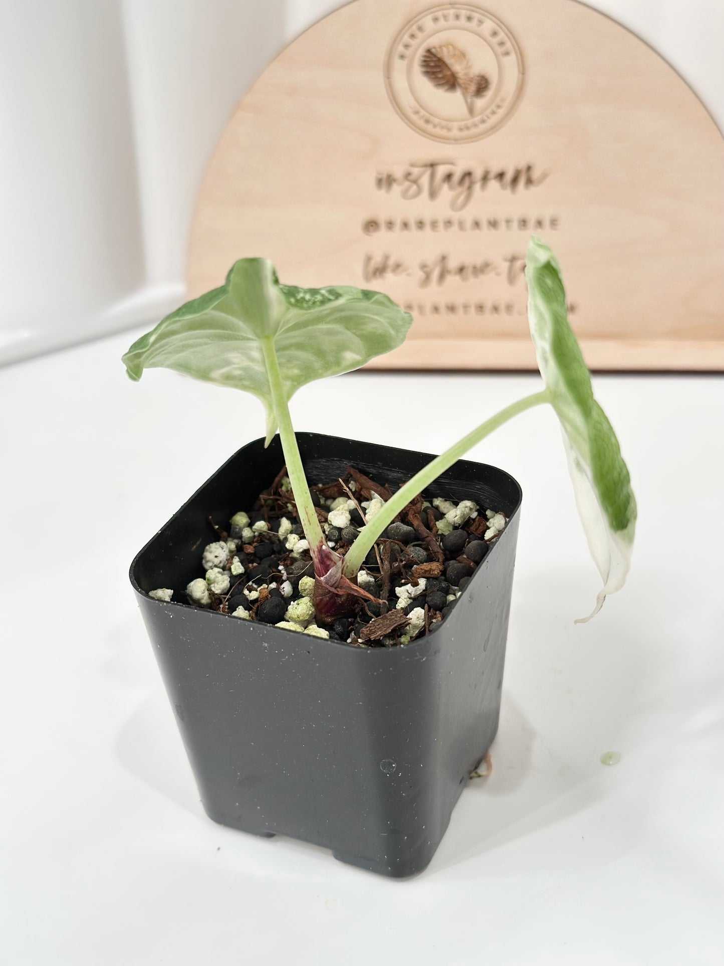 Alocasia Melo variegated - albo