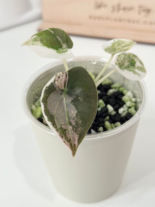 Alocasia Cuprea Variegated - pink marble