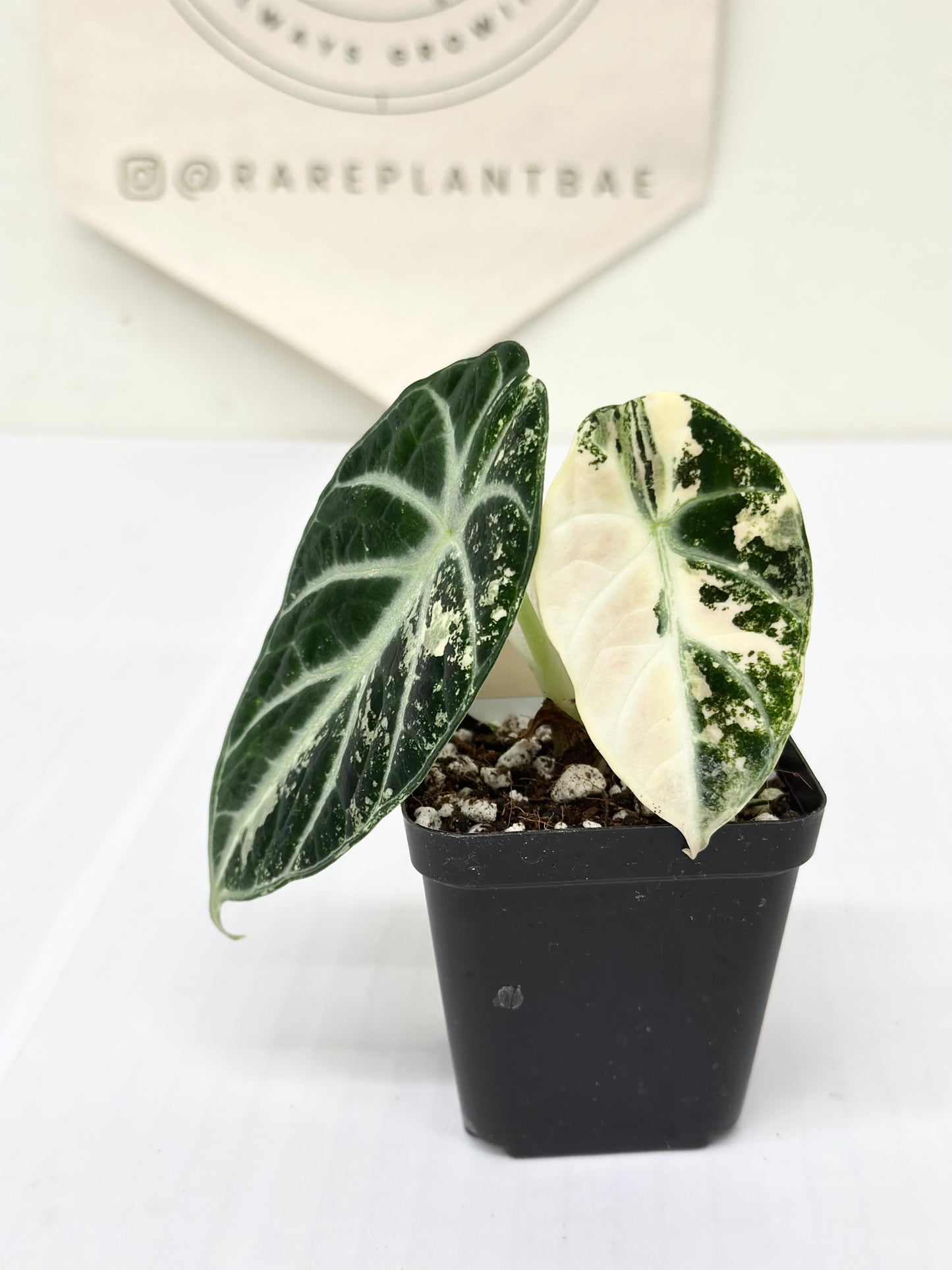 Alocasia Ninja variegated - albo