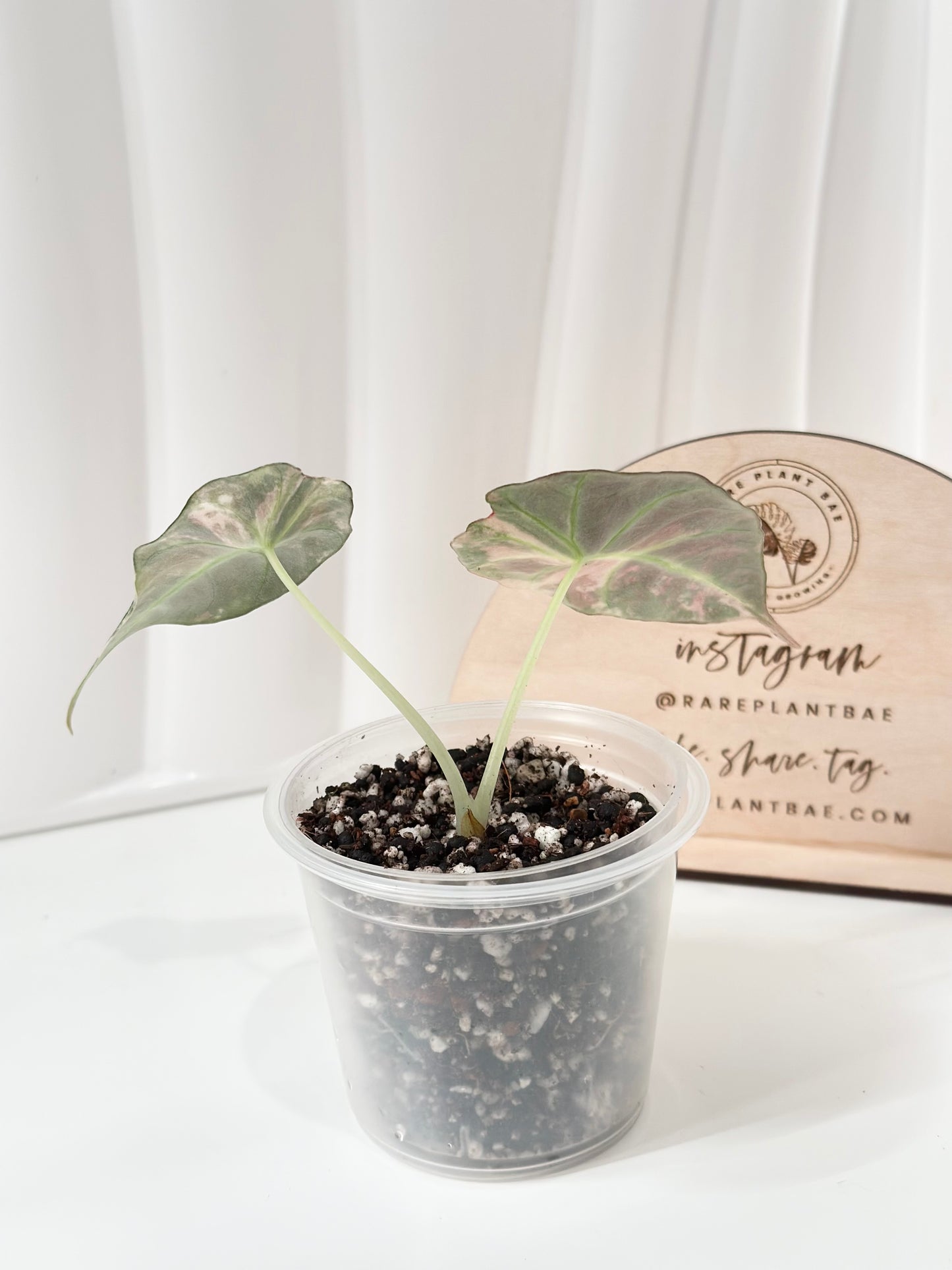 Alocasia Black Velvet Variegated - pink/albo