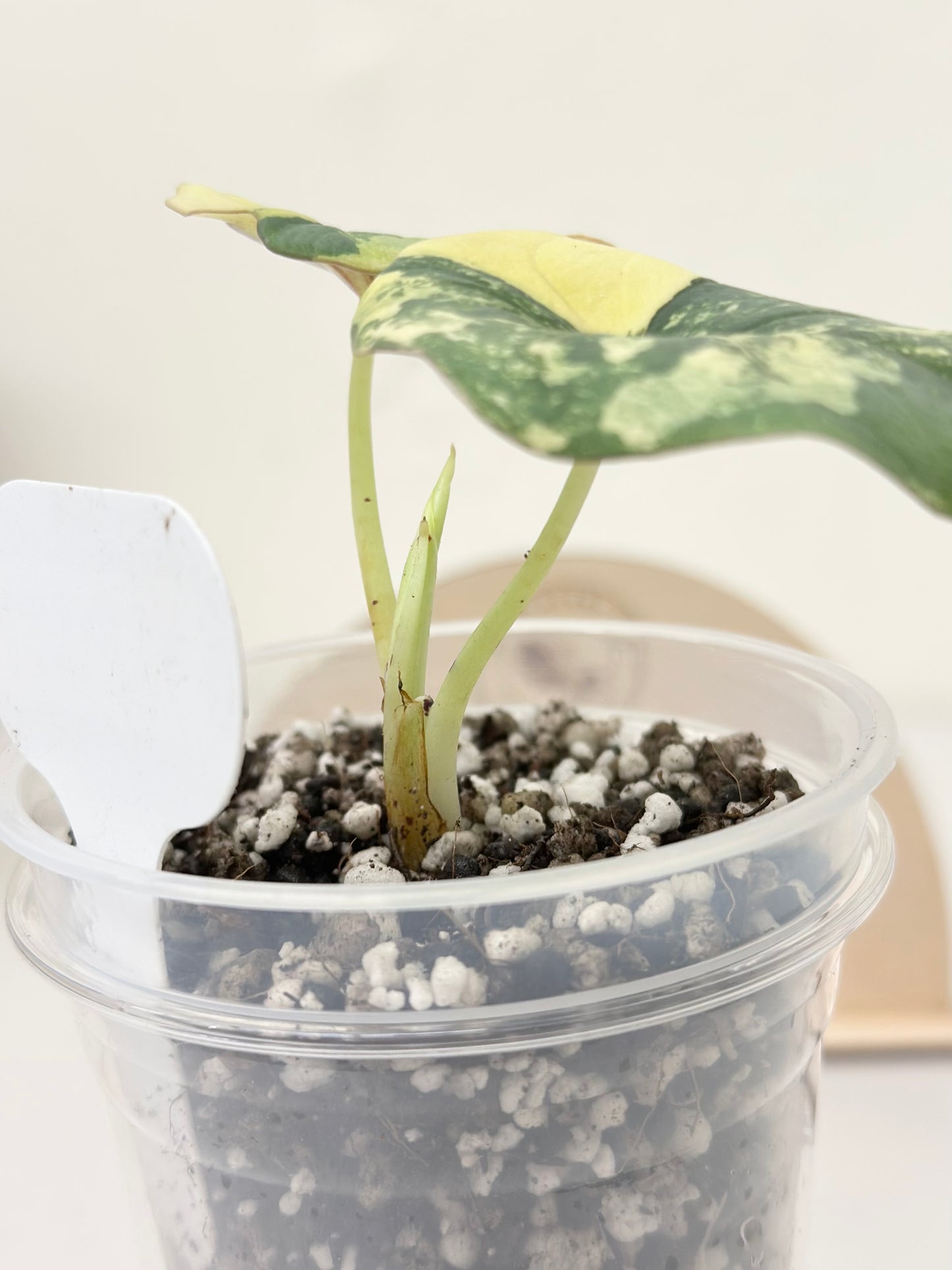 Alocasia Nebula Variegated - aurea