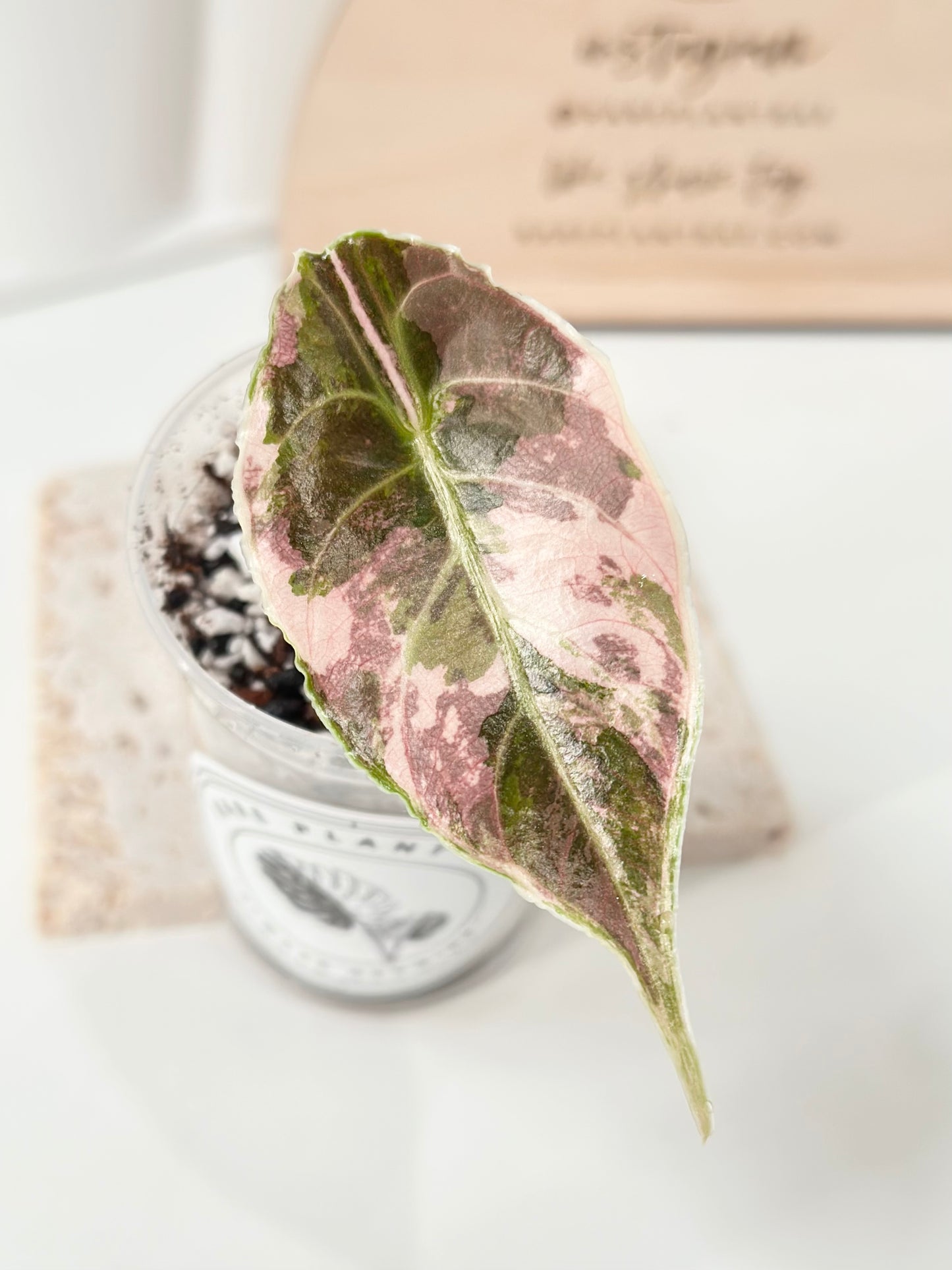 Alocasia Azlanii variegated - albo/pink