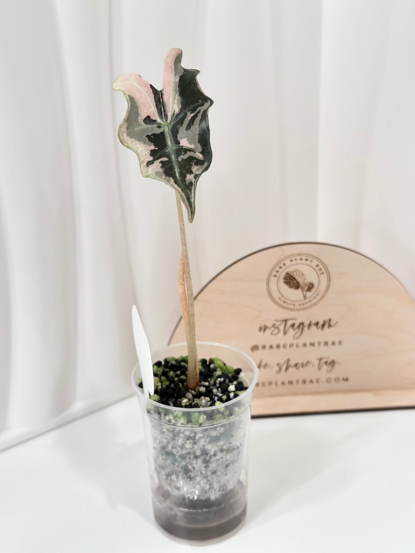 Alocasia Sanderiana "Nobilis K" Variegated - pink
