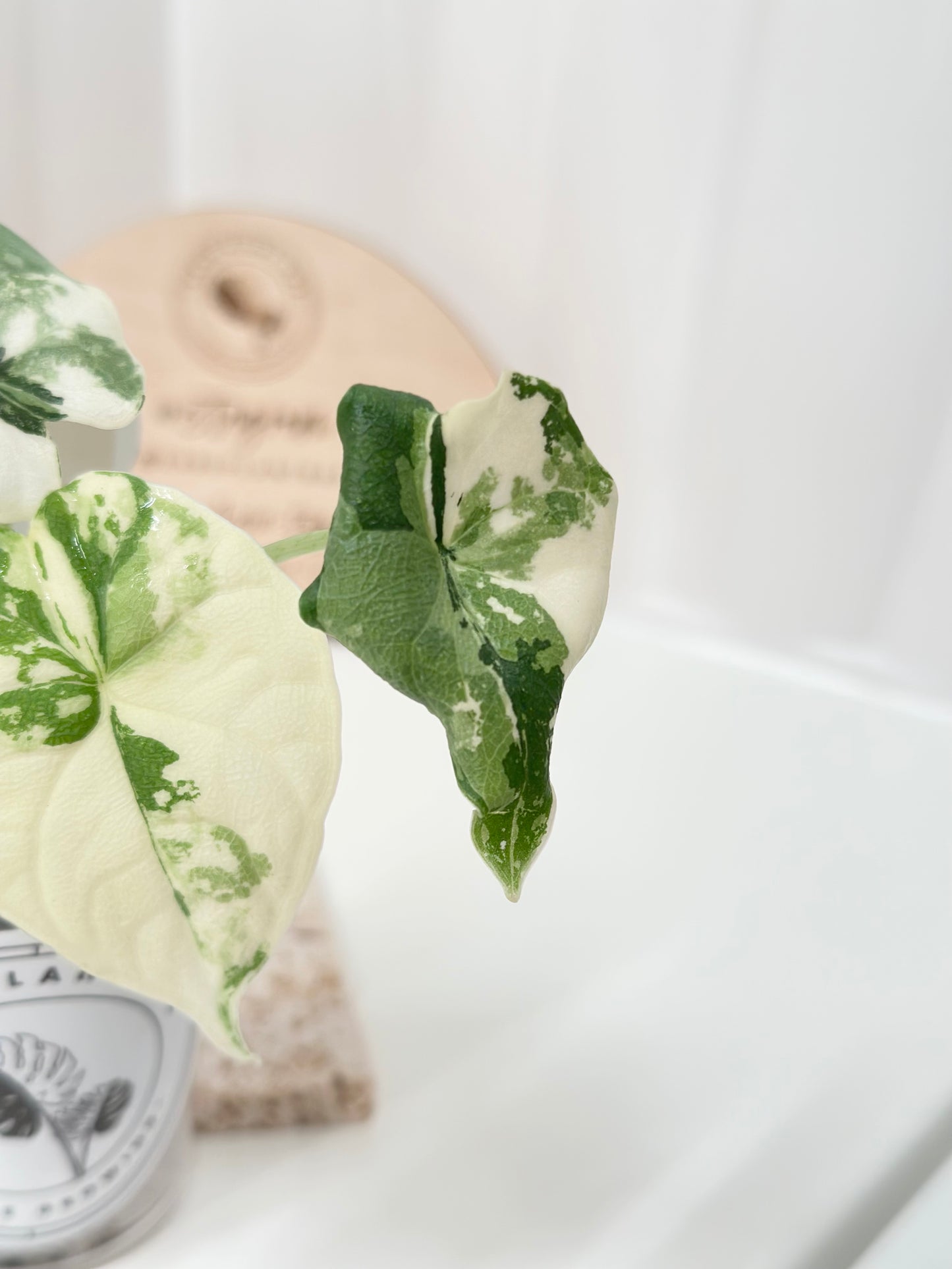 Alocasia Melo variegated - albo