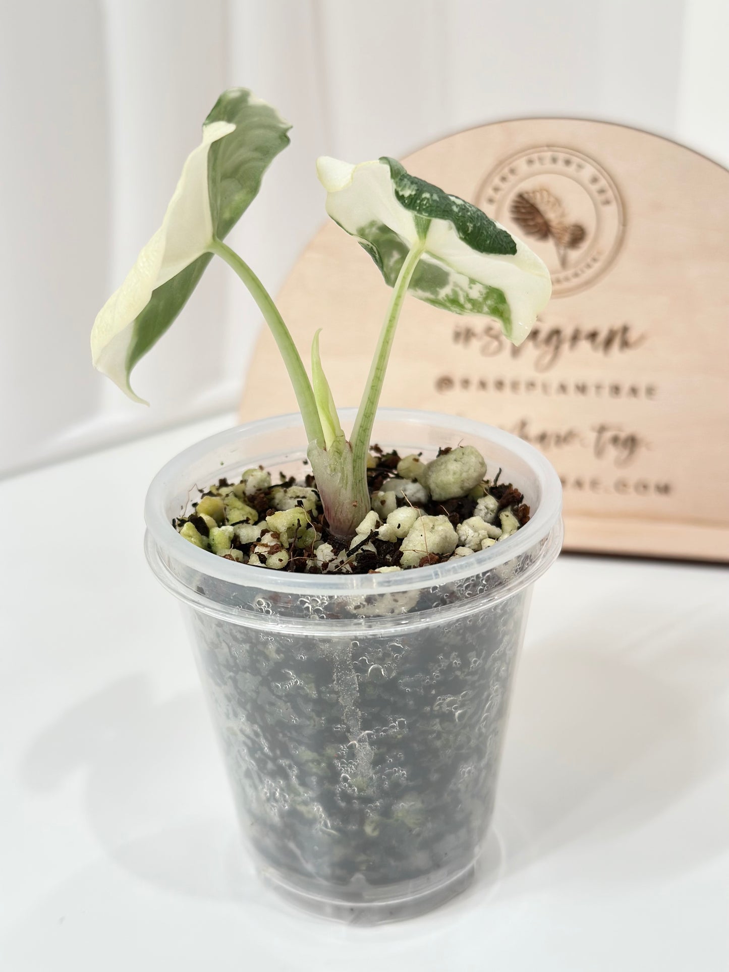 Alocasia Melo variegated - albo