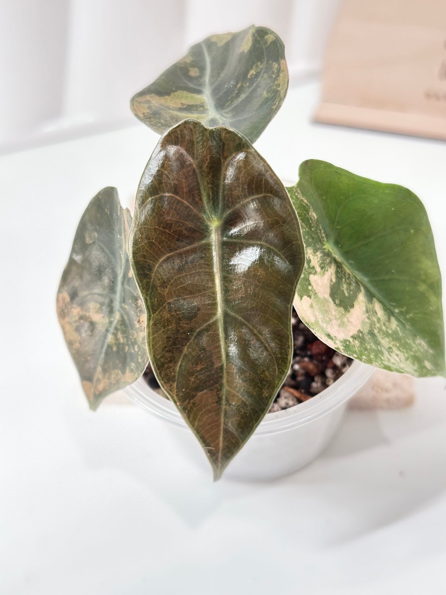 Alocasia Sedenii variegated - aurea