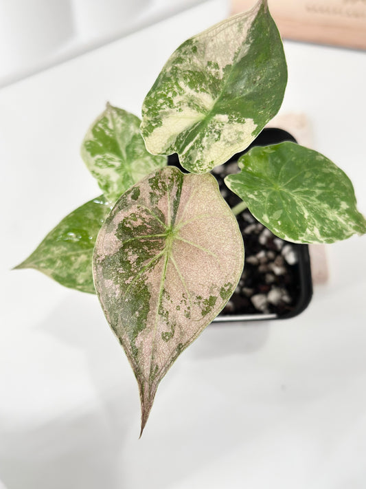 Alocasia Wentii variegated - pink/ albo (A1)