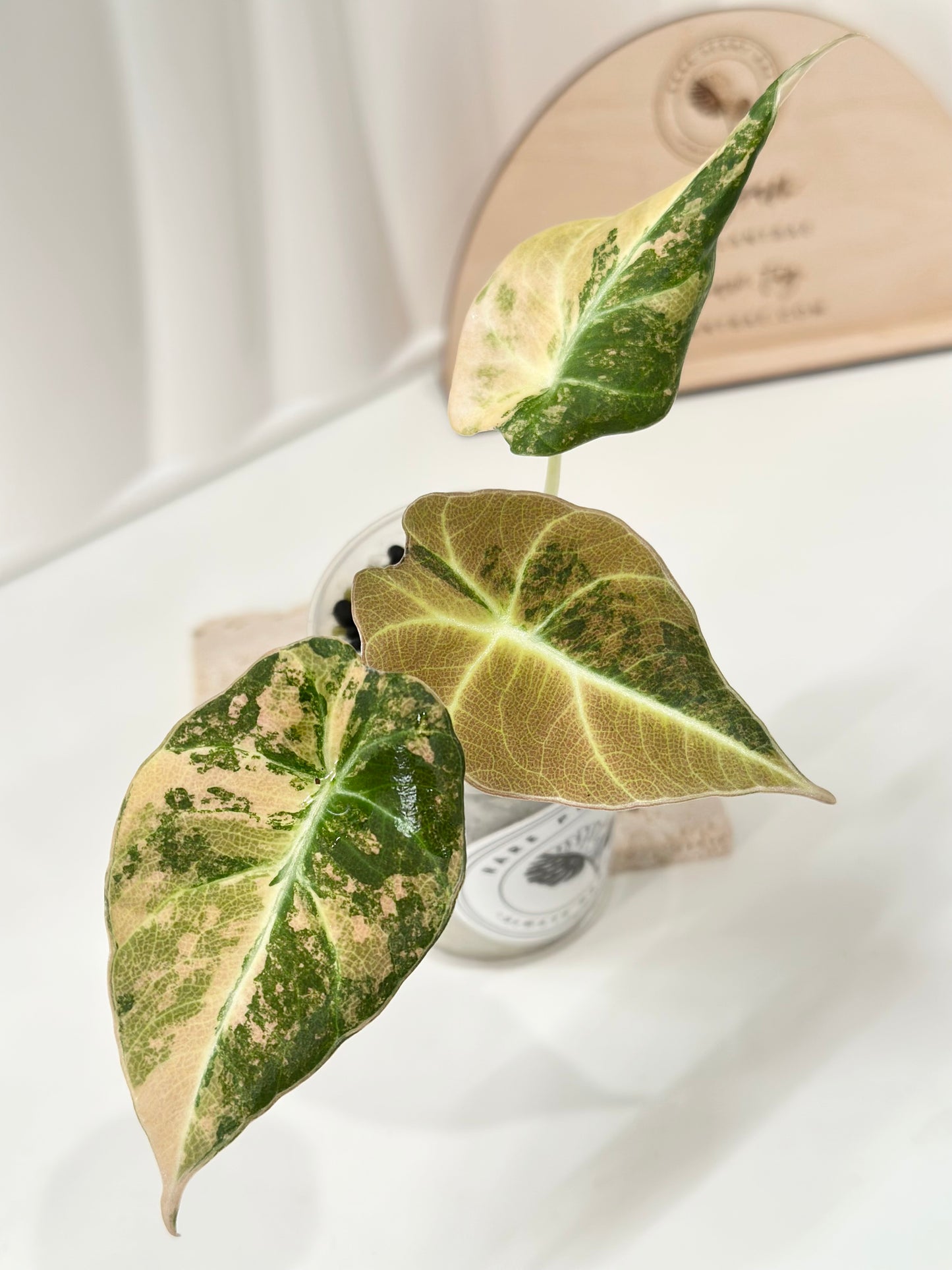 Alocasia Black Velvet Variegated - aurea