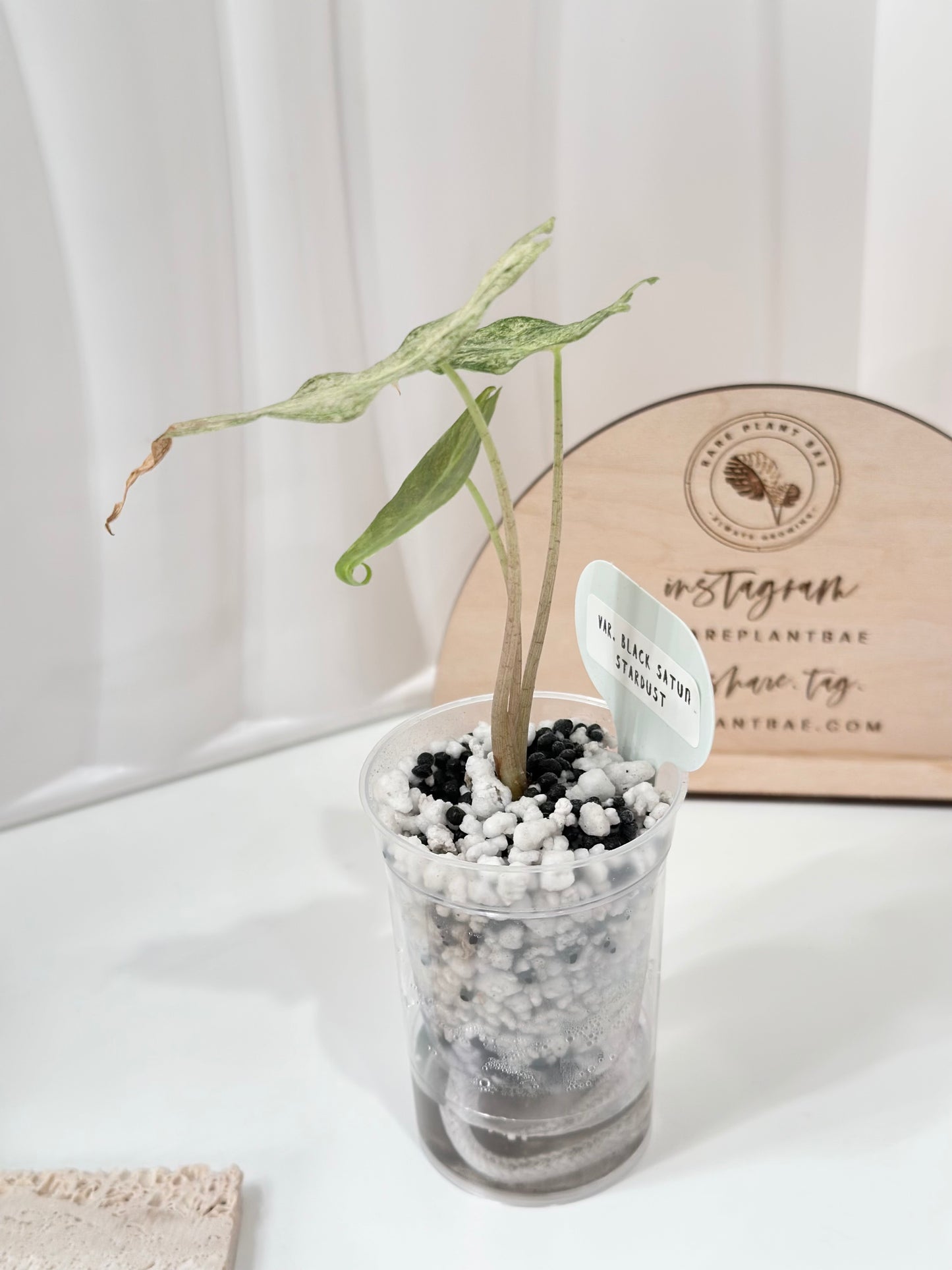 Alocasia Black Satun Variegated - Stardust