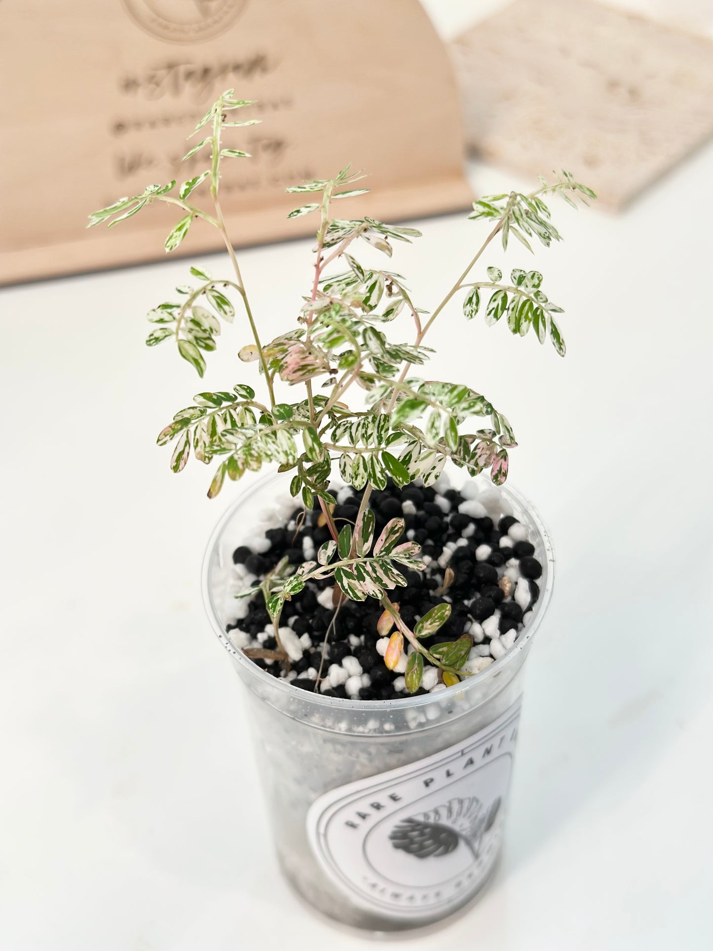 Phyllanthus Urinaria variegated - pink
