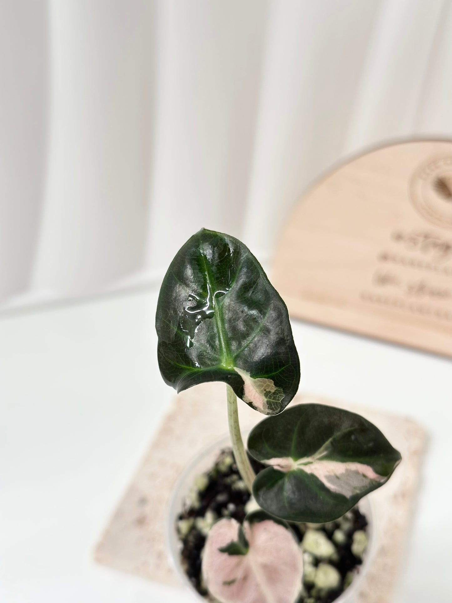 Alocasia Heart Balloon Variegated - Pink