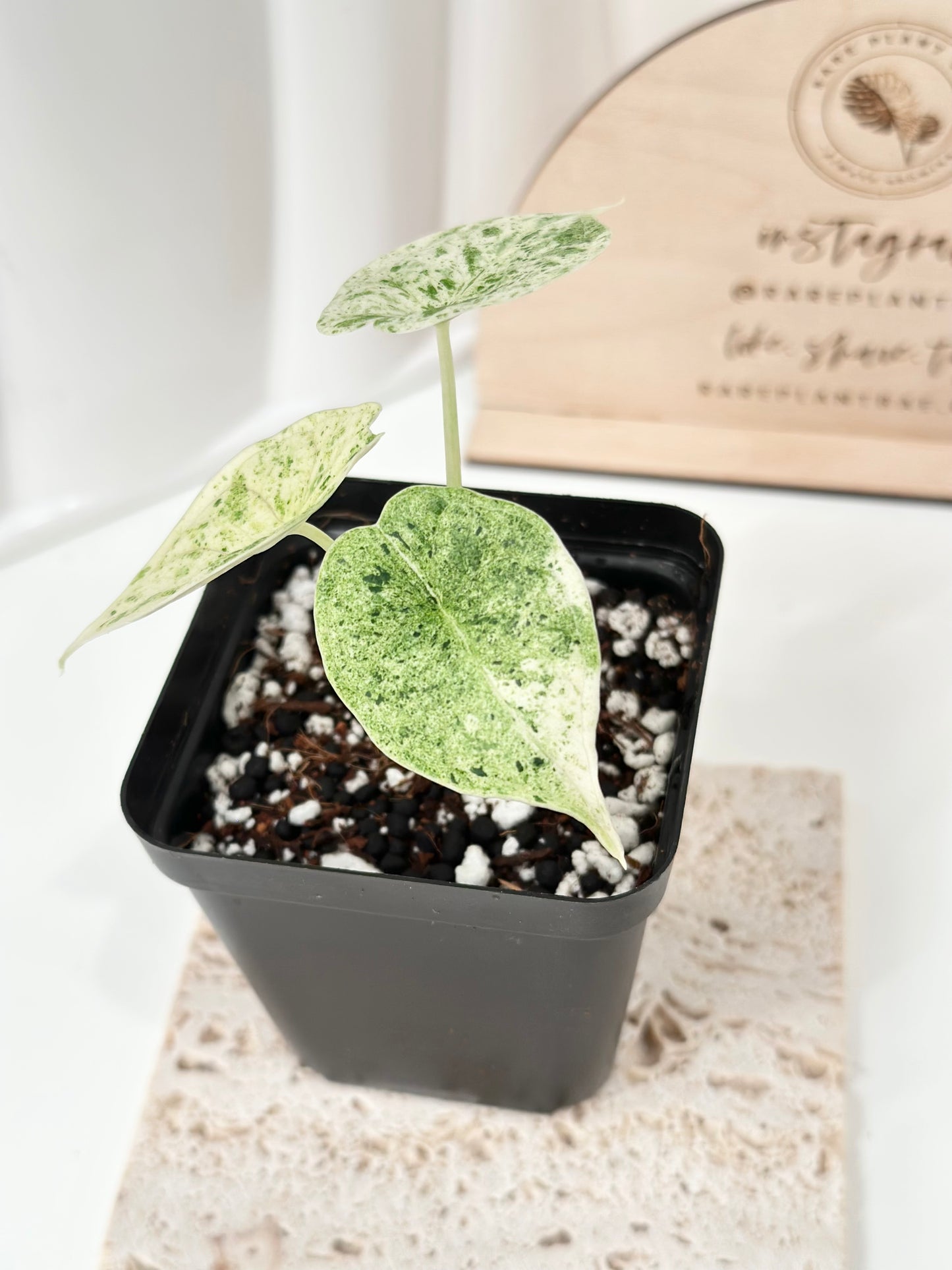 Alocasia Dragon Scale Variegated - mint