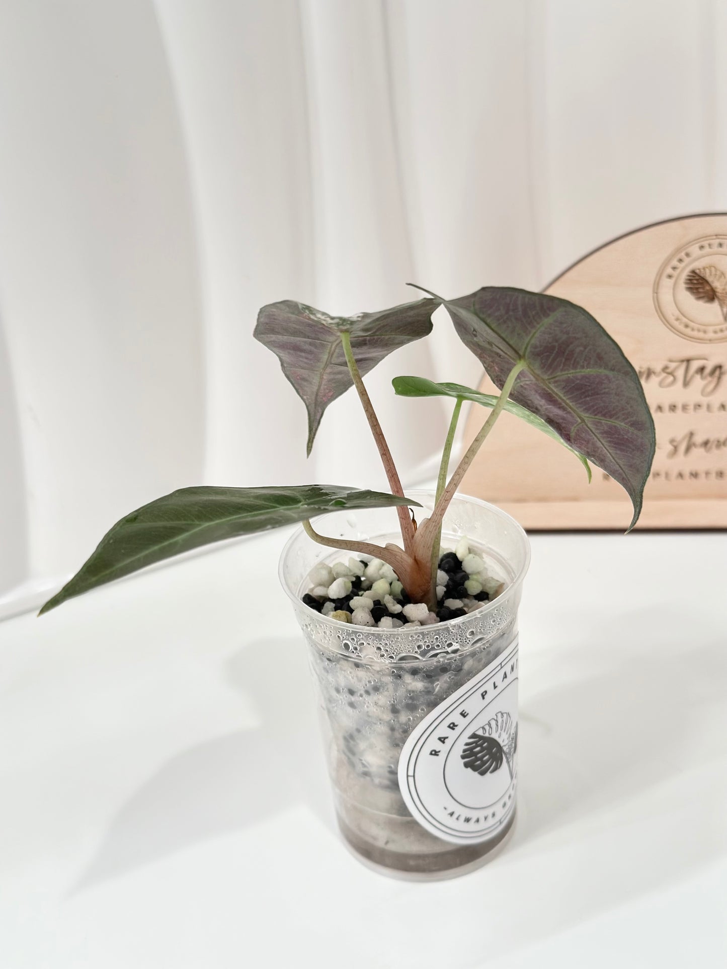 Alocasia Polly variegated - Pink