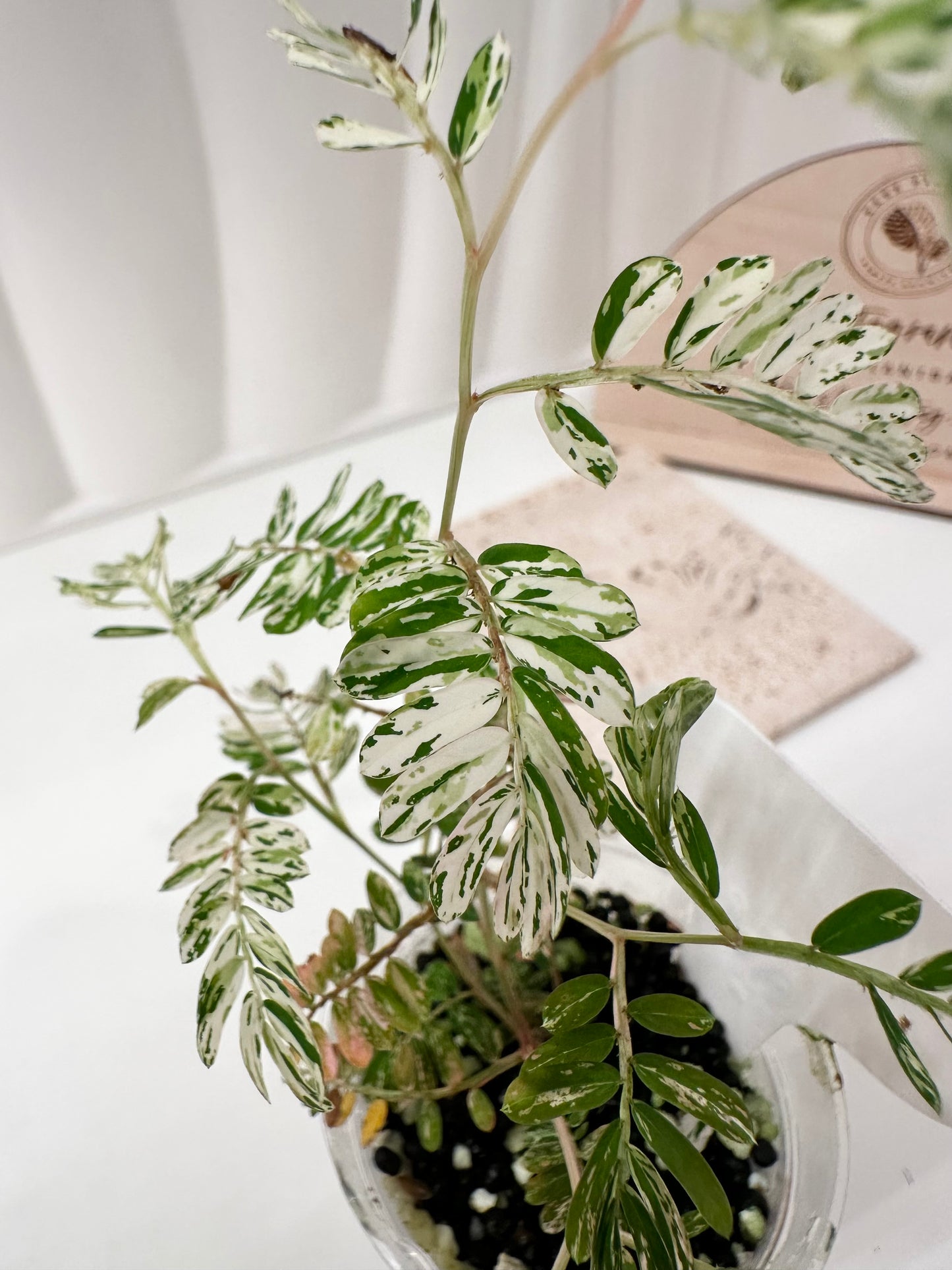 Phyllanthus Urinaria variegated - pink