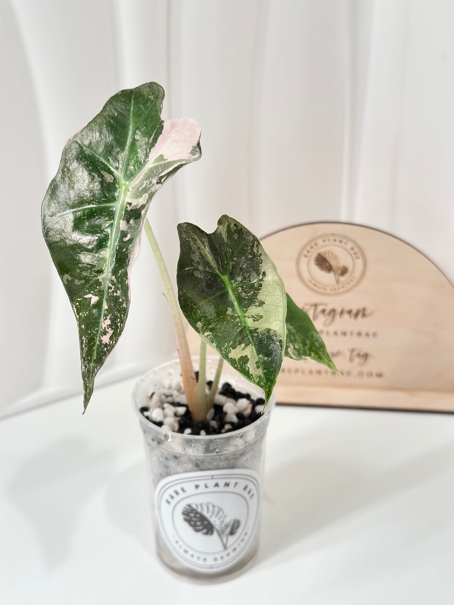 Alocasia Polly variegated - Pink