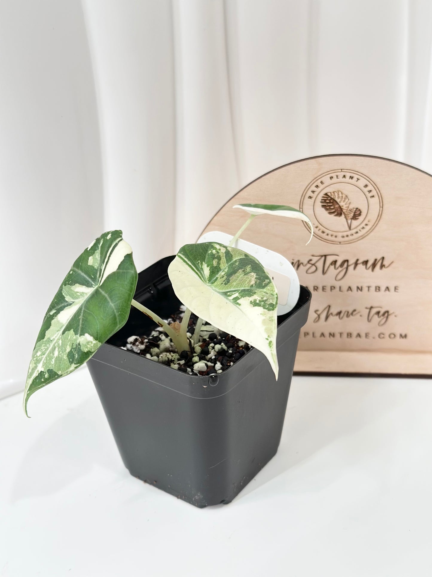 Alocasia Maharani variegated - albo