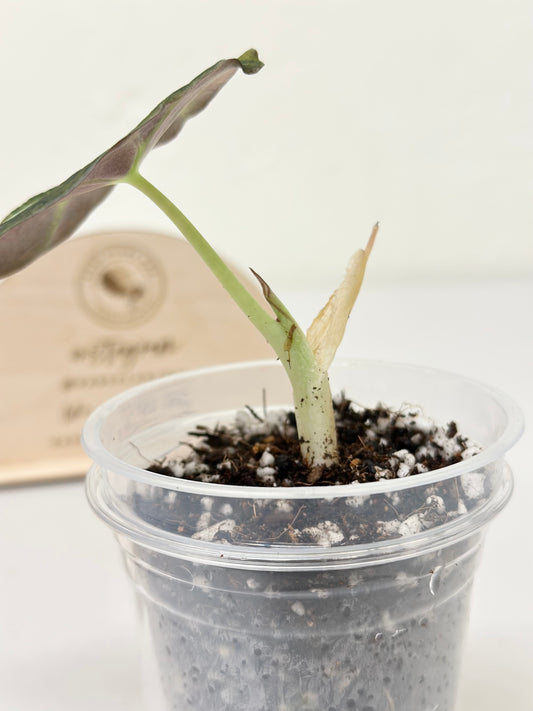 Alocasia Black Velvet Variegated - aurea