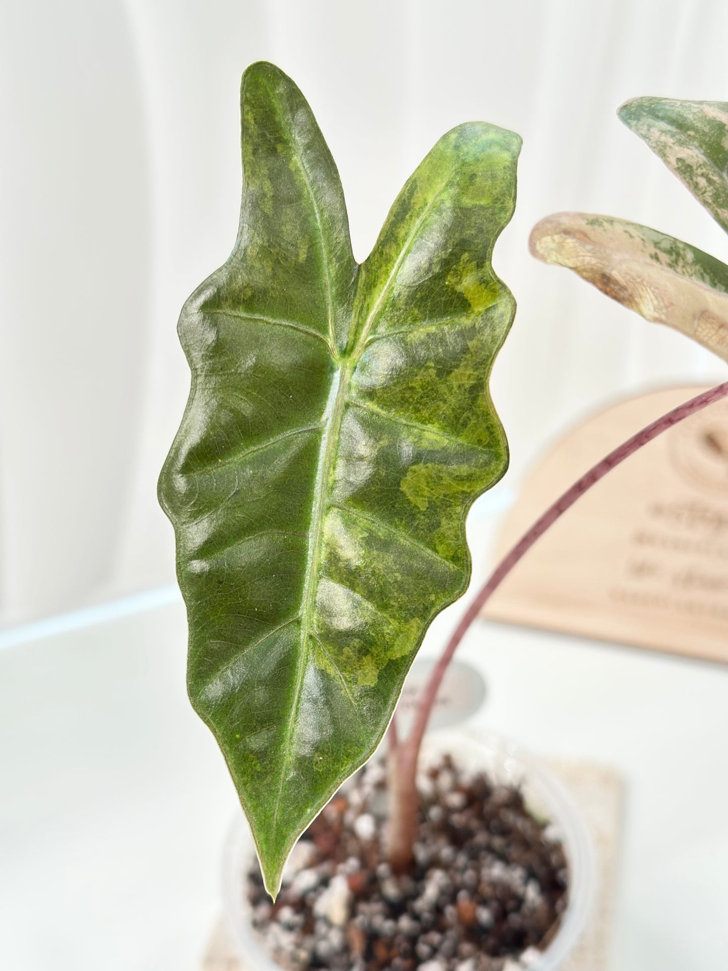 Alocasia Pseudo Sanderiana variegated - aurea