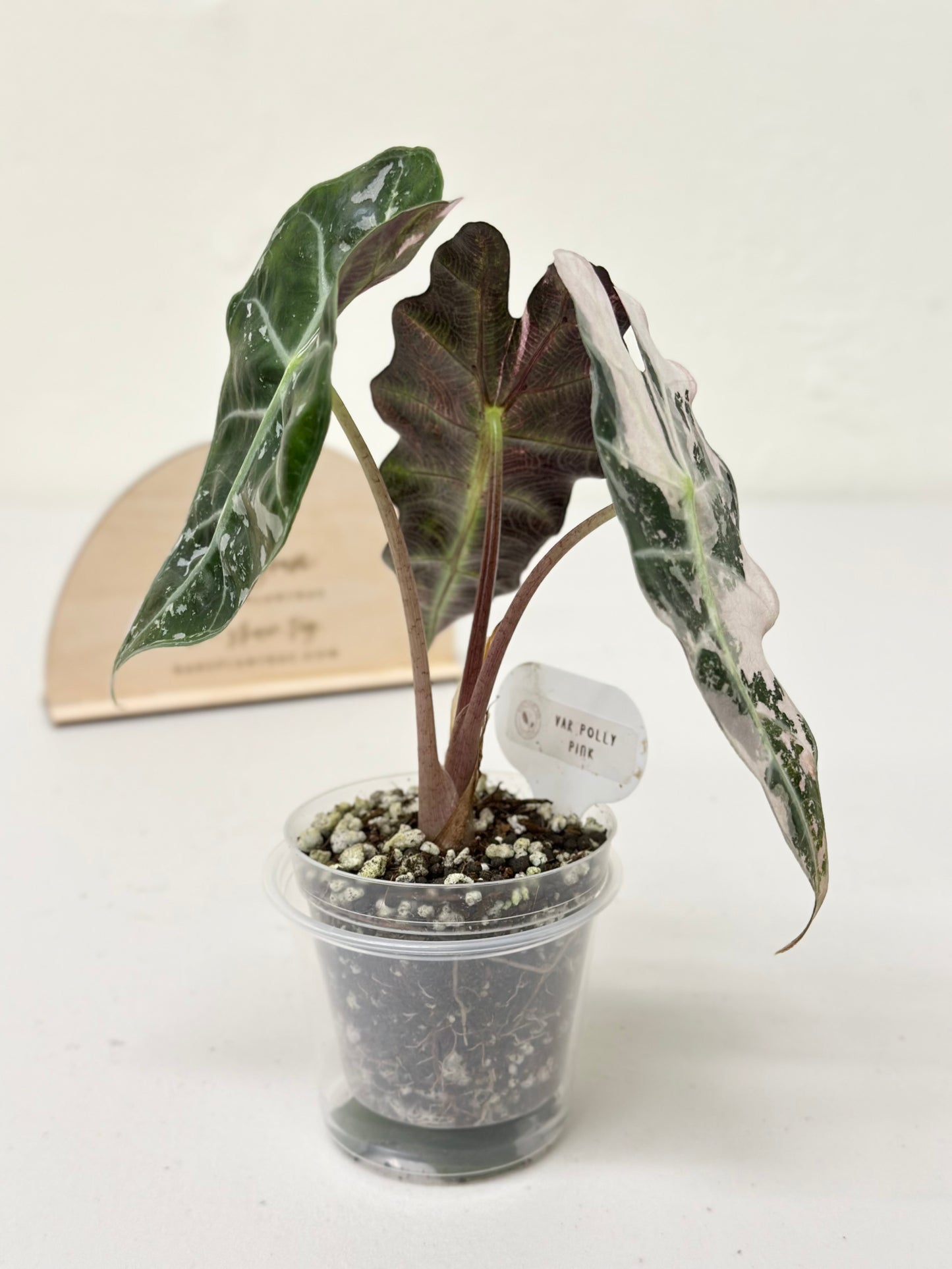 Alocasia Polly variegated - Pink (P6)